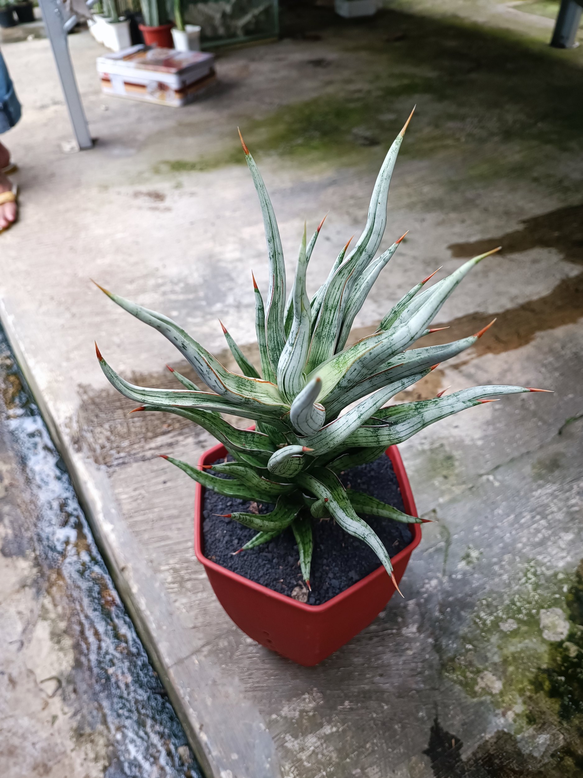 1679. Sansevieria Rudal Size 30 Cm - Image 2
