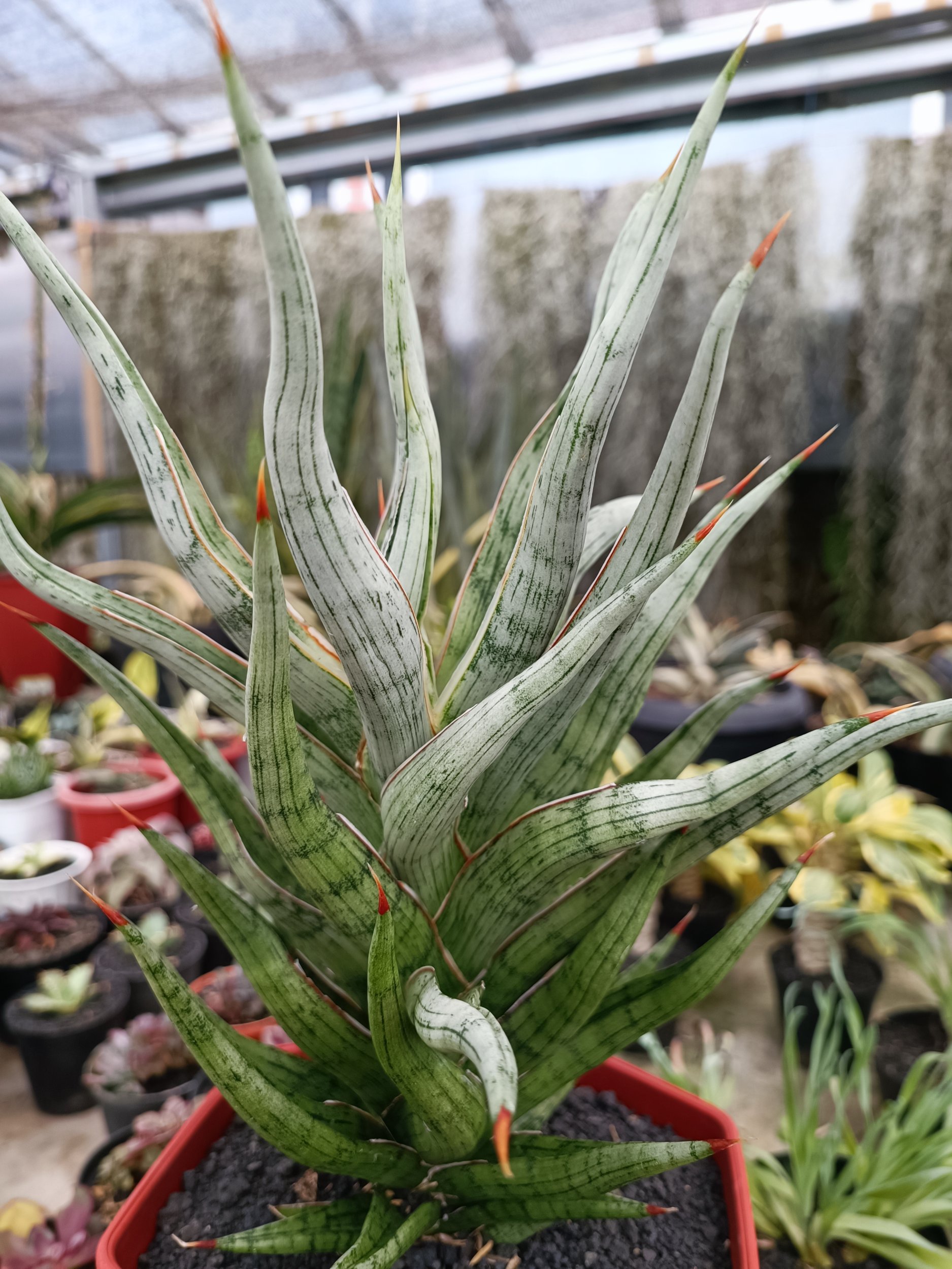 1679. Sansevieria Rudal Size 30 Cm - Image 3