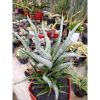 1679. Sansevieria Rudal Size 30 Cm
