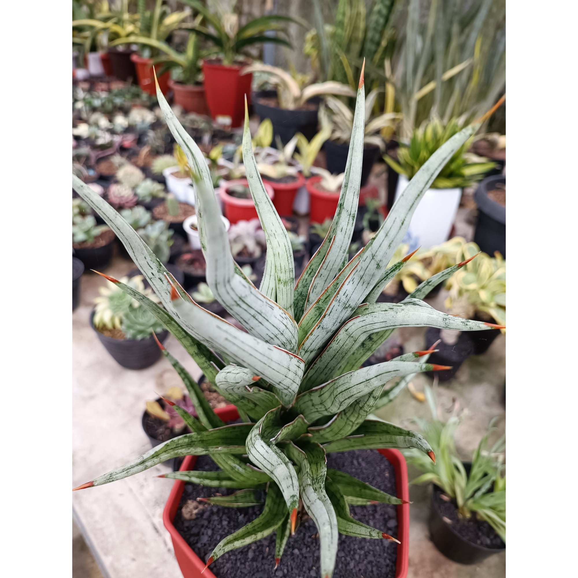 1679. Sansevieria Rudal Size 30 Cm