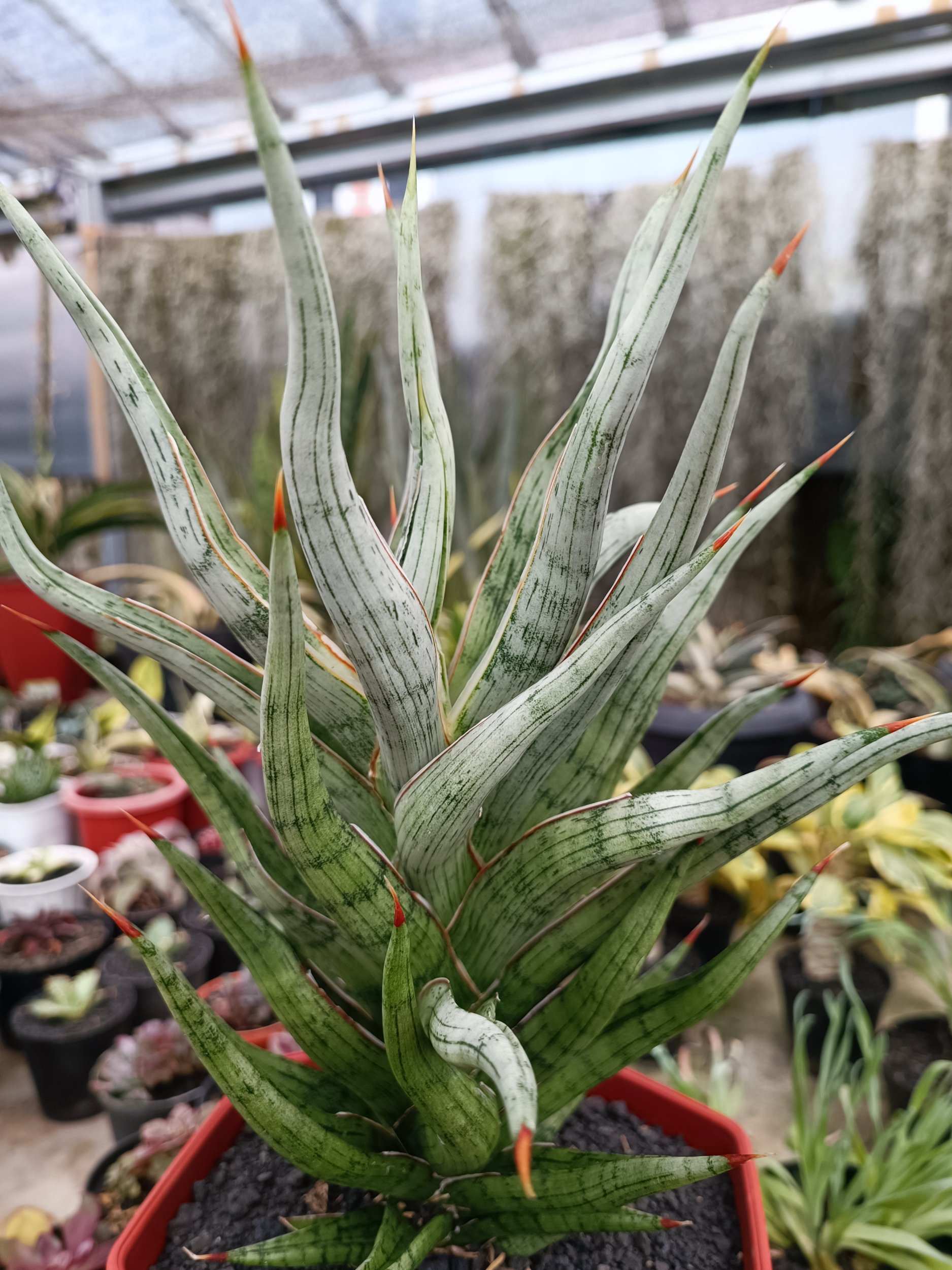 1679. Sansevieria Rudal Size 30 Cm - Image 4