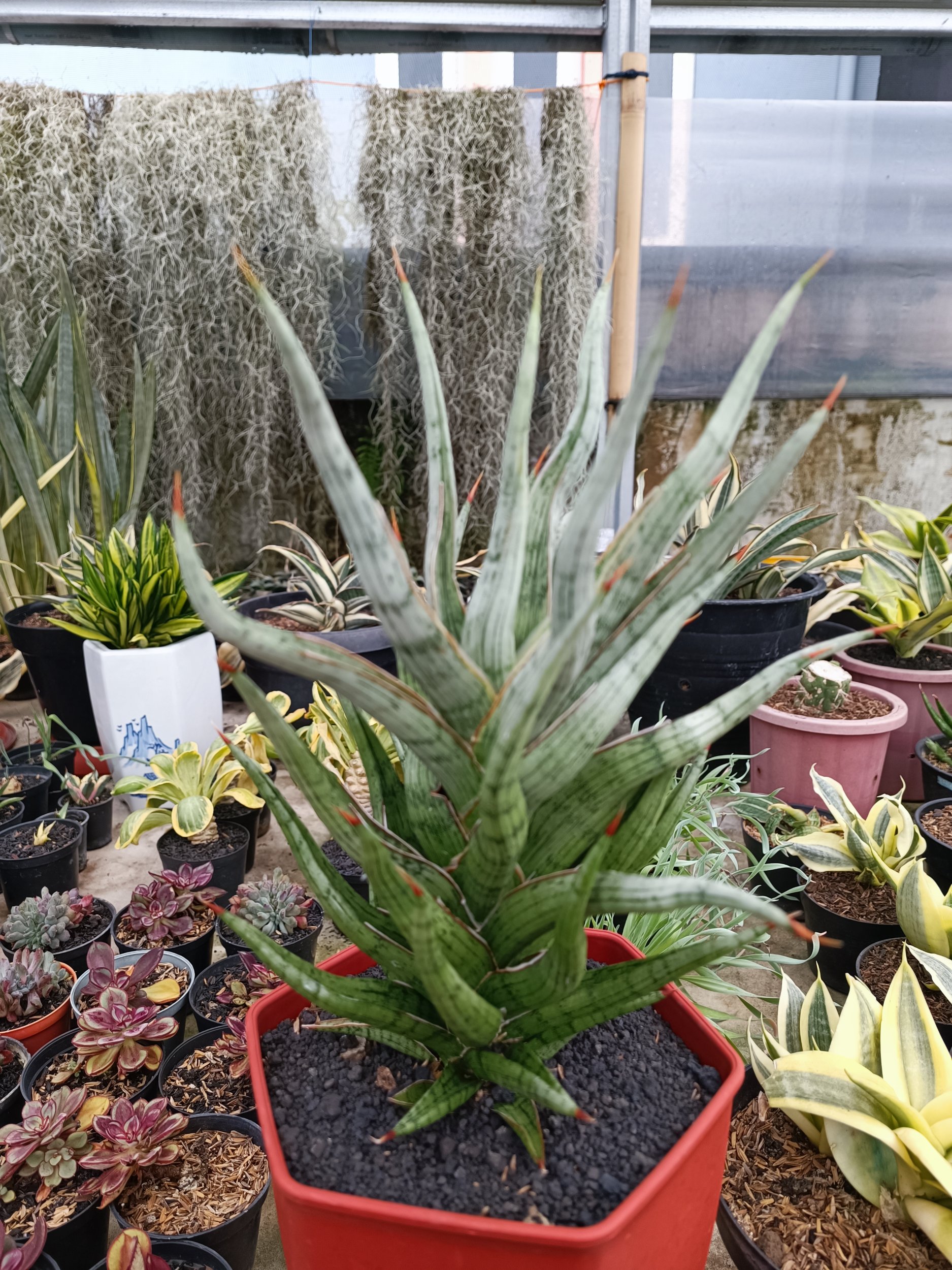 1679. Sansevieria Rudal Size 30 Cm - Image 5