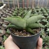 1465. Sansevieria Sahara