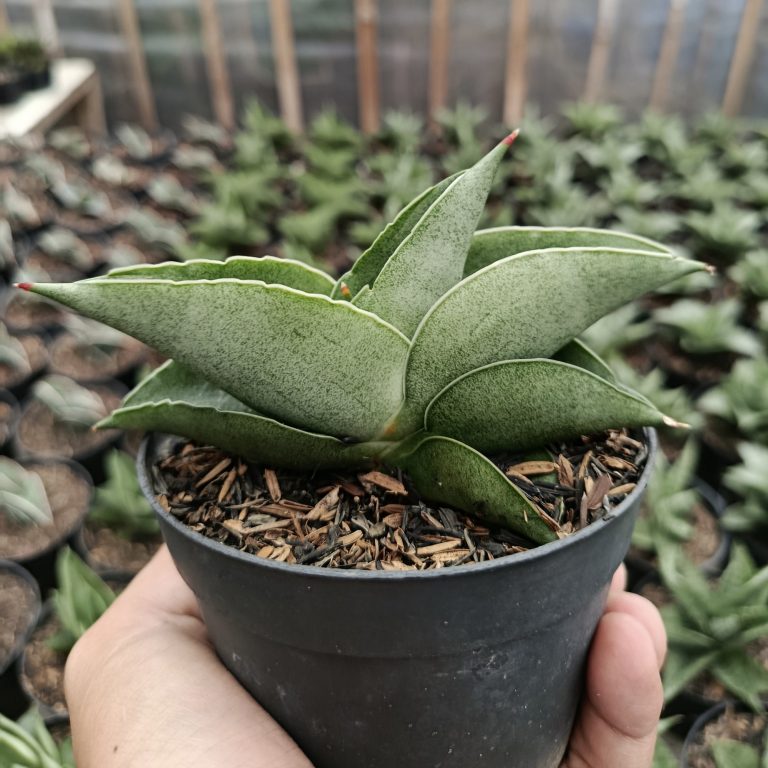 1465. Sansevieria Sahara