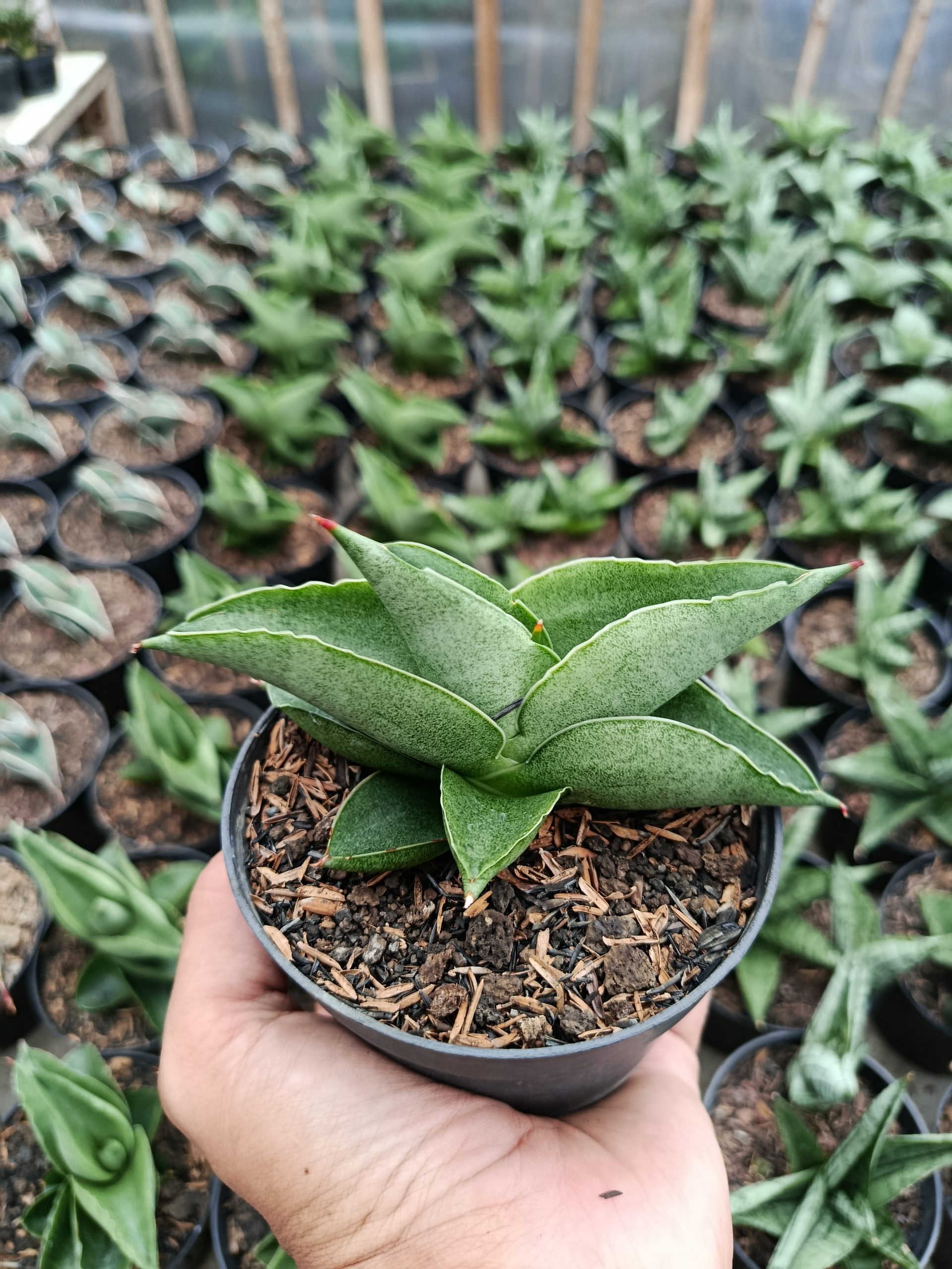 1465. Sansevieria Sahara - Image 2