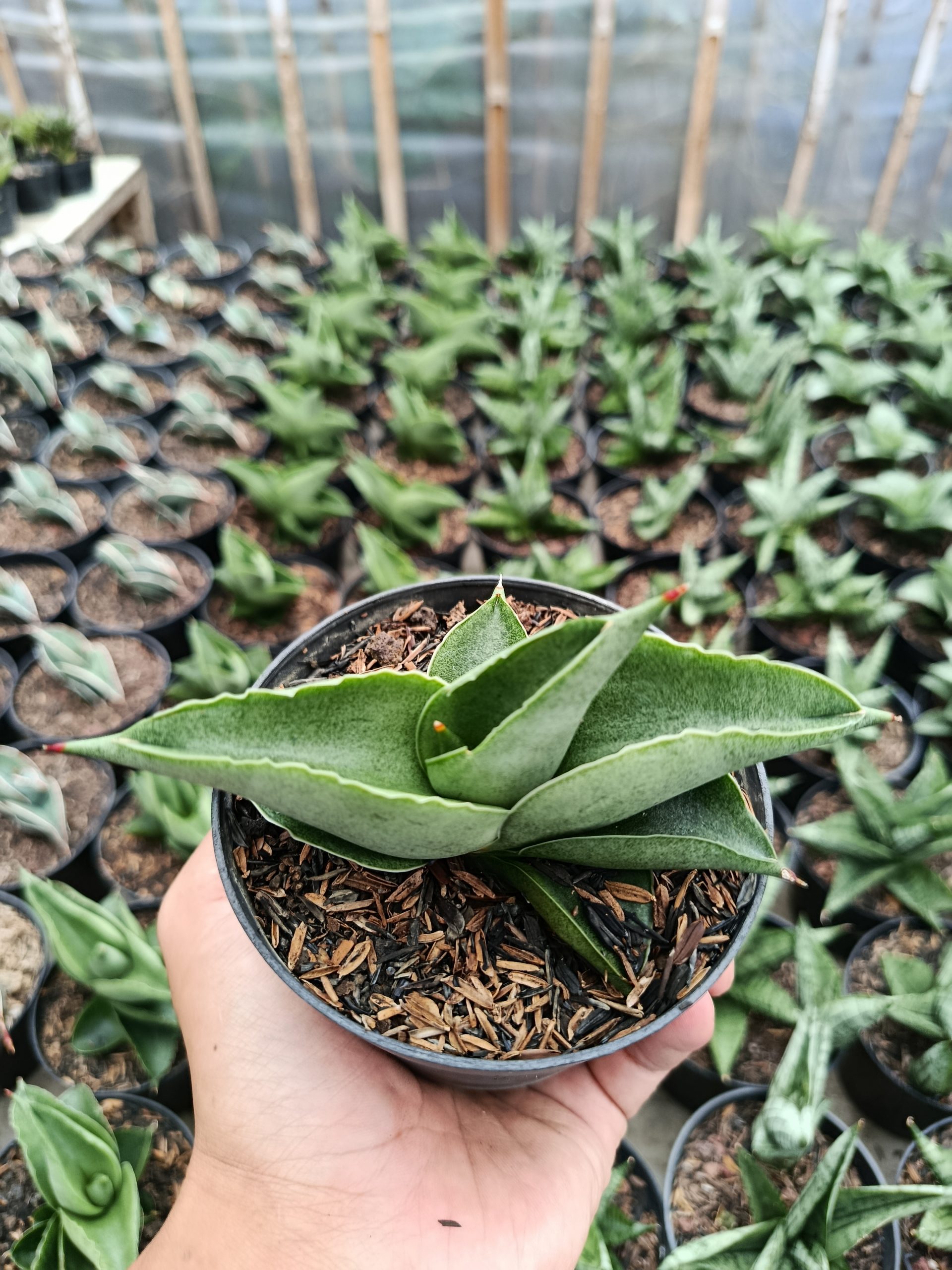 1465. Sansevieria Sahara - Image 3