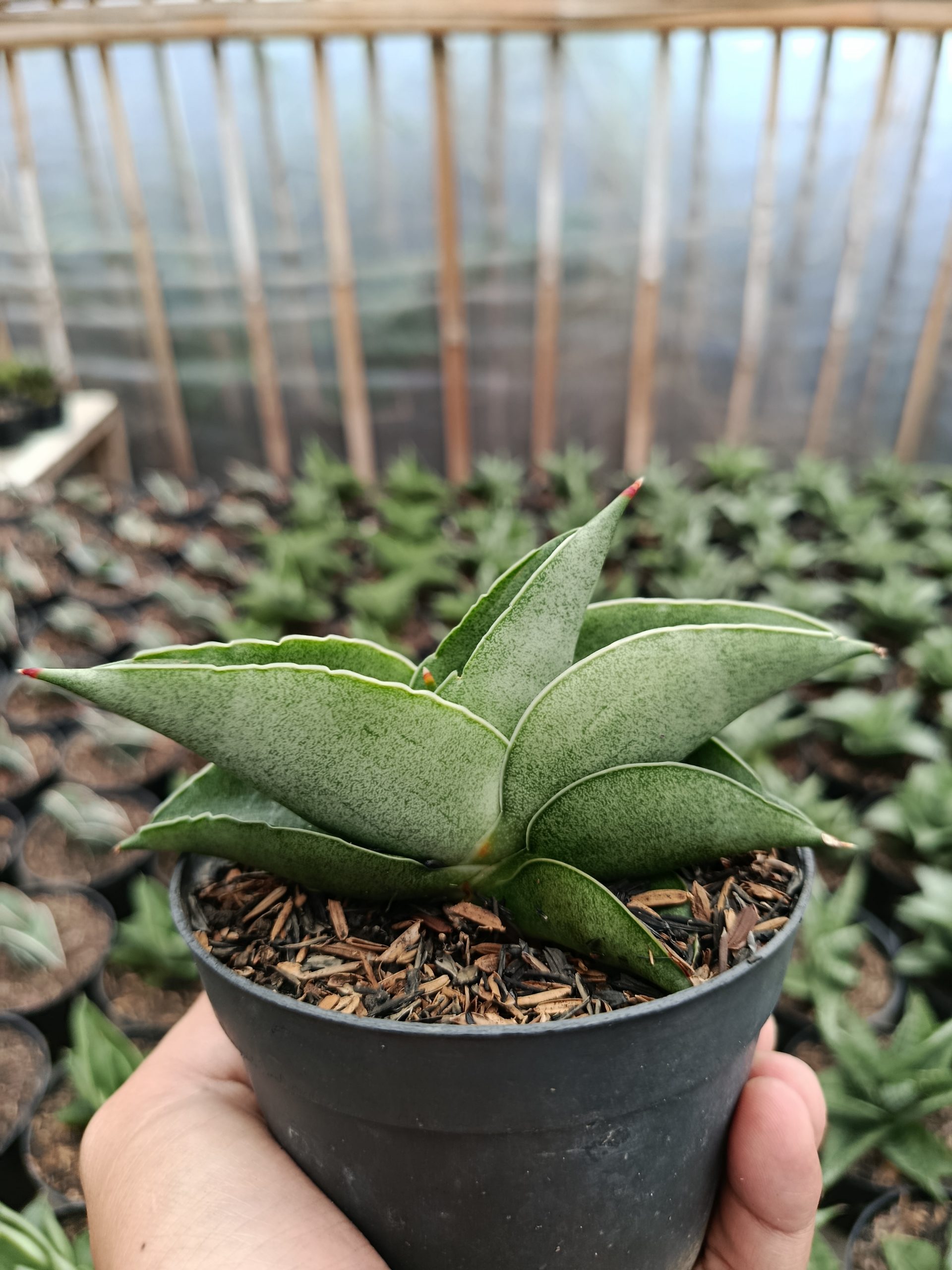 1465. Sansevieria Sahara - Image 4