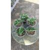 2163. Sansevieria Sahara 5 Pcs