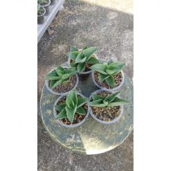 2163. Sansevieria Sahara 5 Pcs