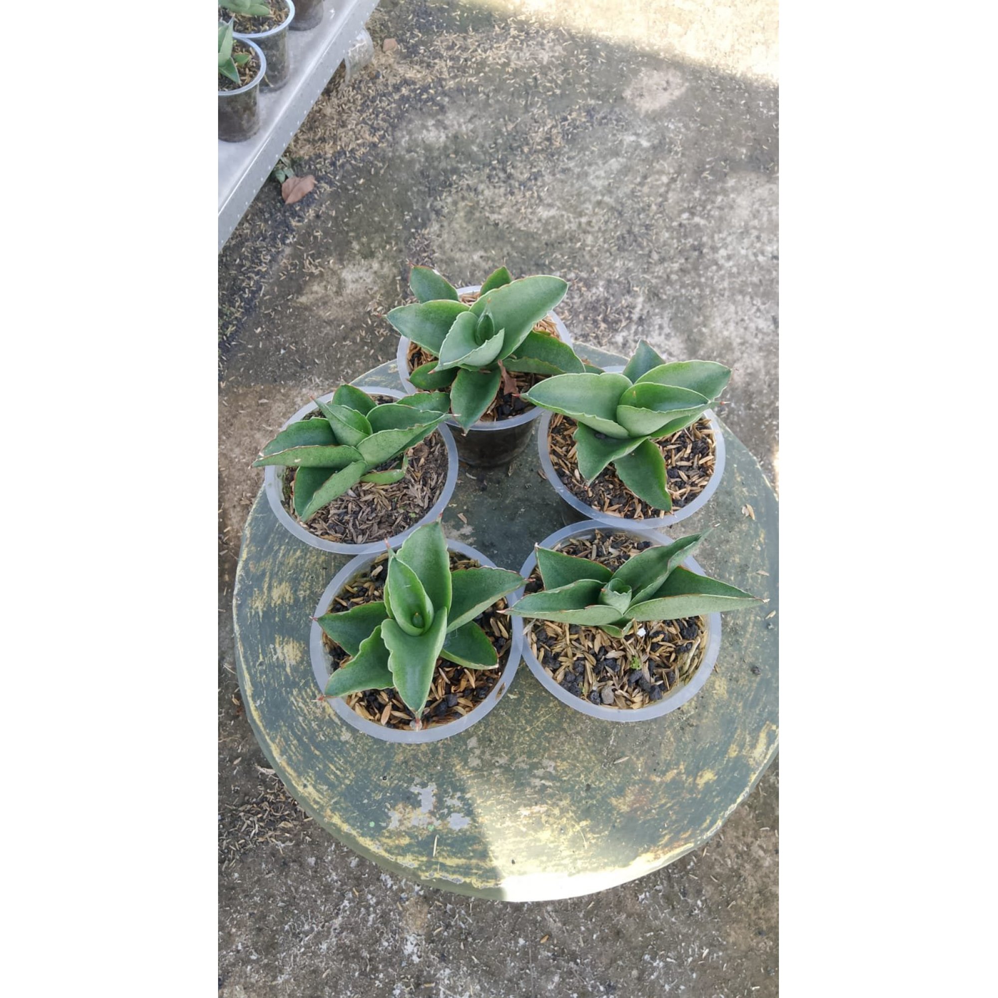 2163. Sansevieria Sahara 5 Pcs
