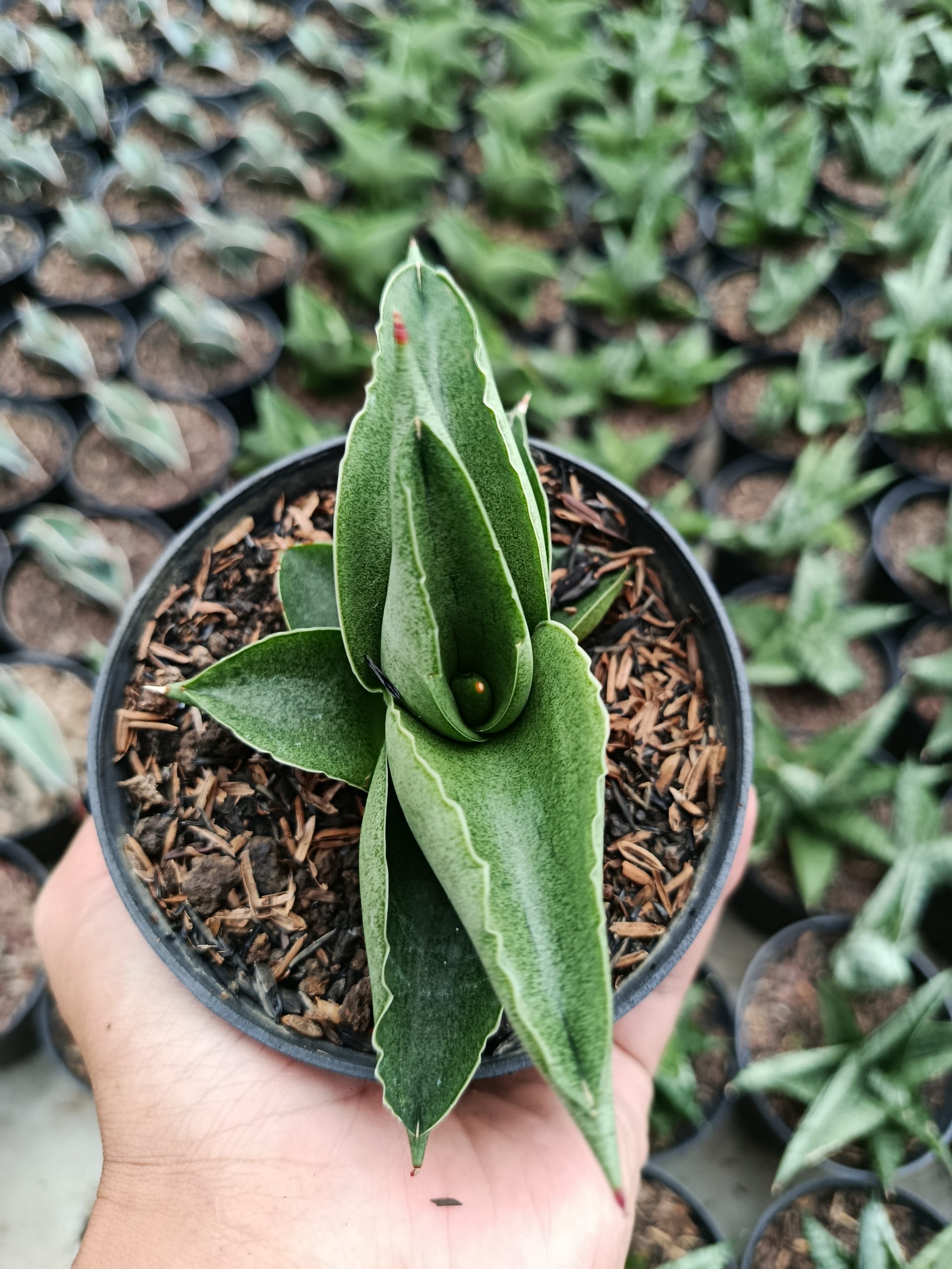 1465. Sansevieria Sahara - Image 5