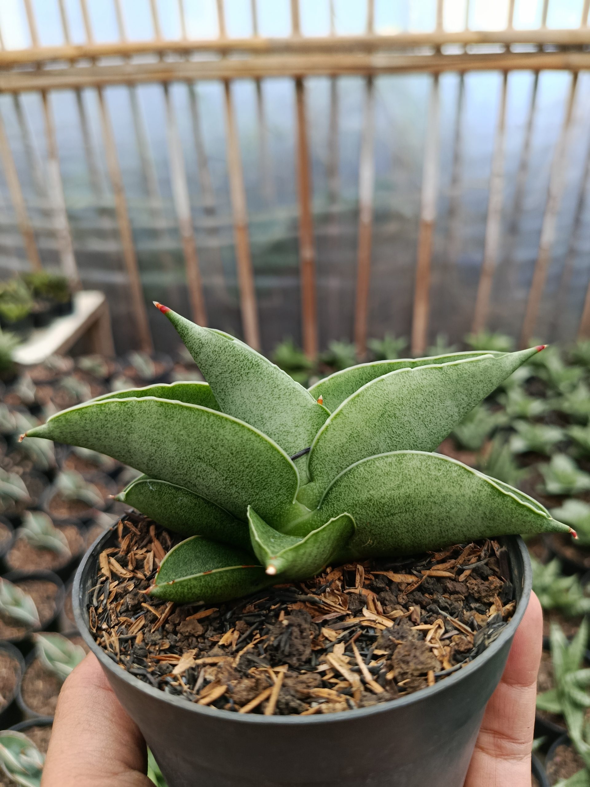 1465. Sansevieria Sahara - Image 6
