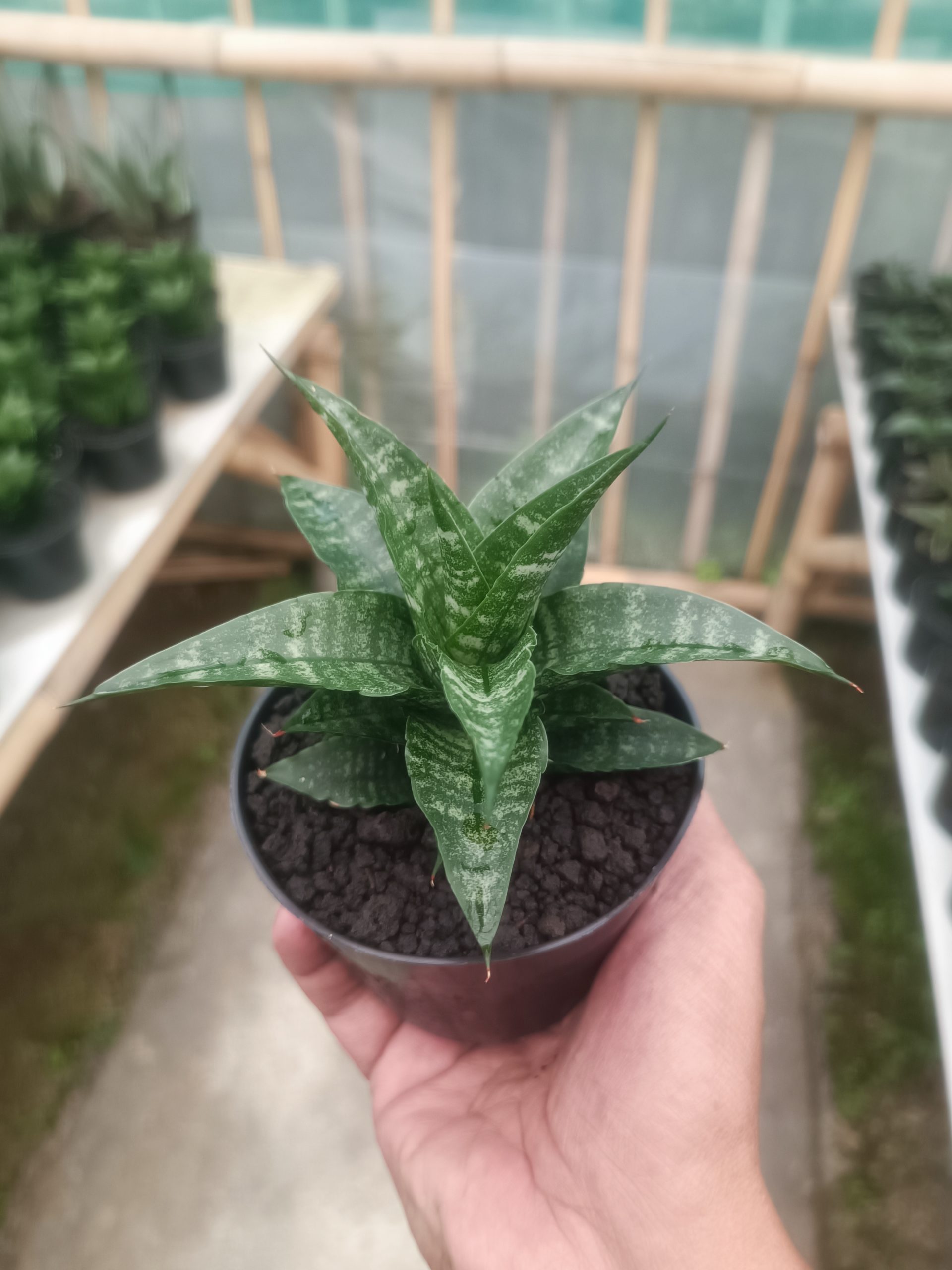 1430. Sansevieria Salsabila - Image 3