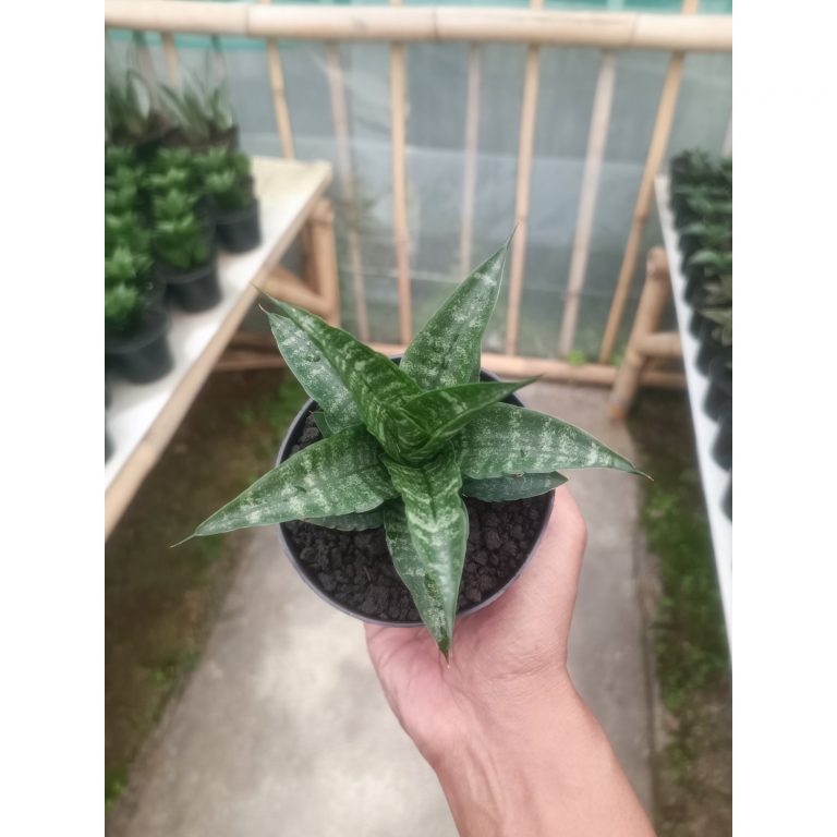1430. Sansevieria Salsabila
