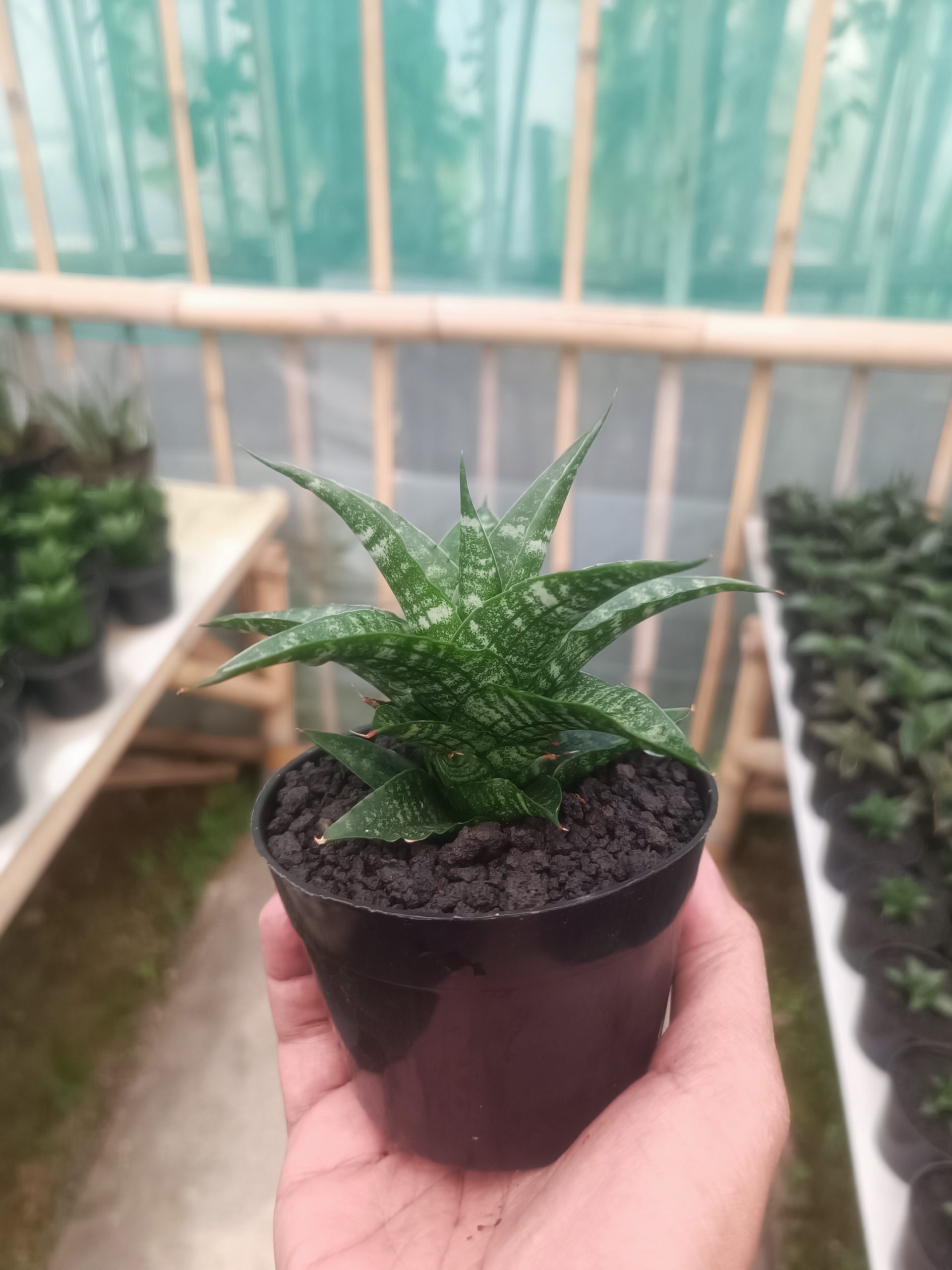 1430. Sansevieria Salsabila - Image 4