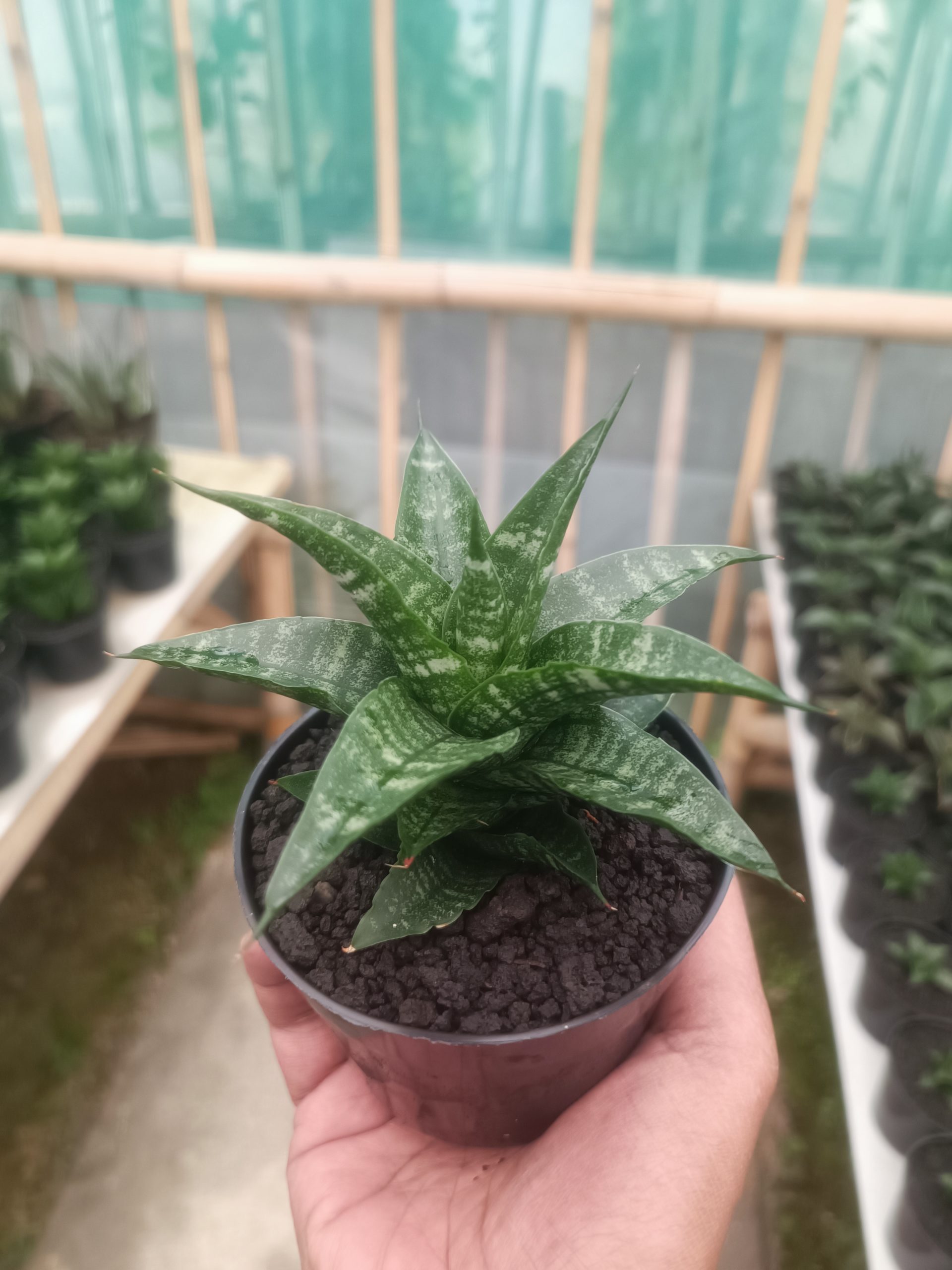 1430. Sansevieria Salsabila - Image 5
