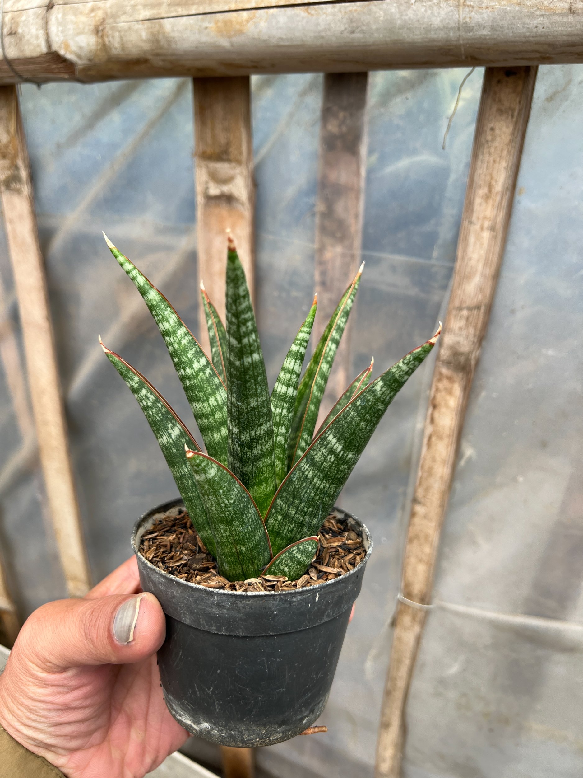 1581. Sansevieria Samosir - Image 2