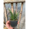 1581. Sansevieria Samosir