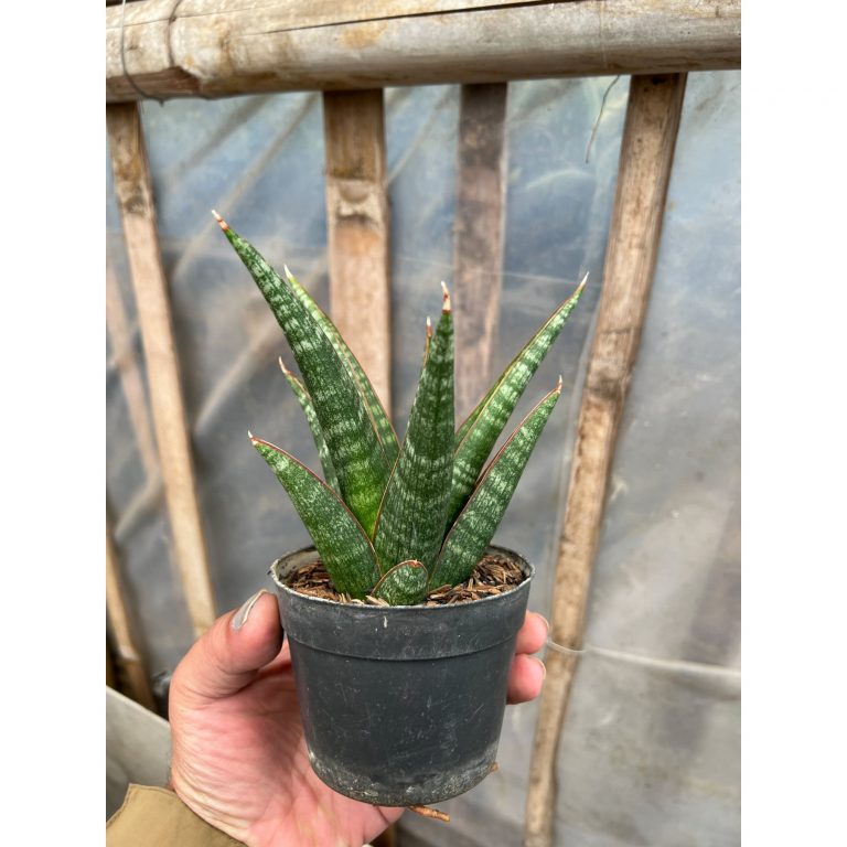 1581. Sansevieria Samosir