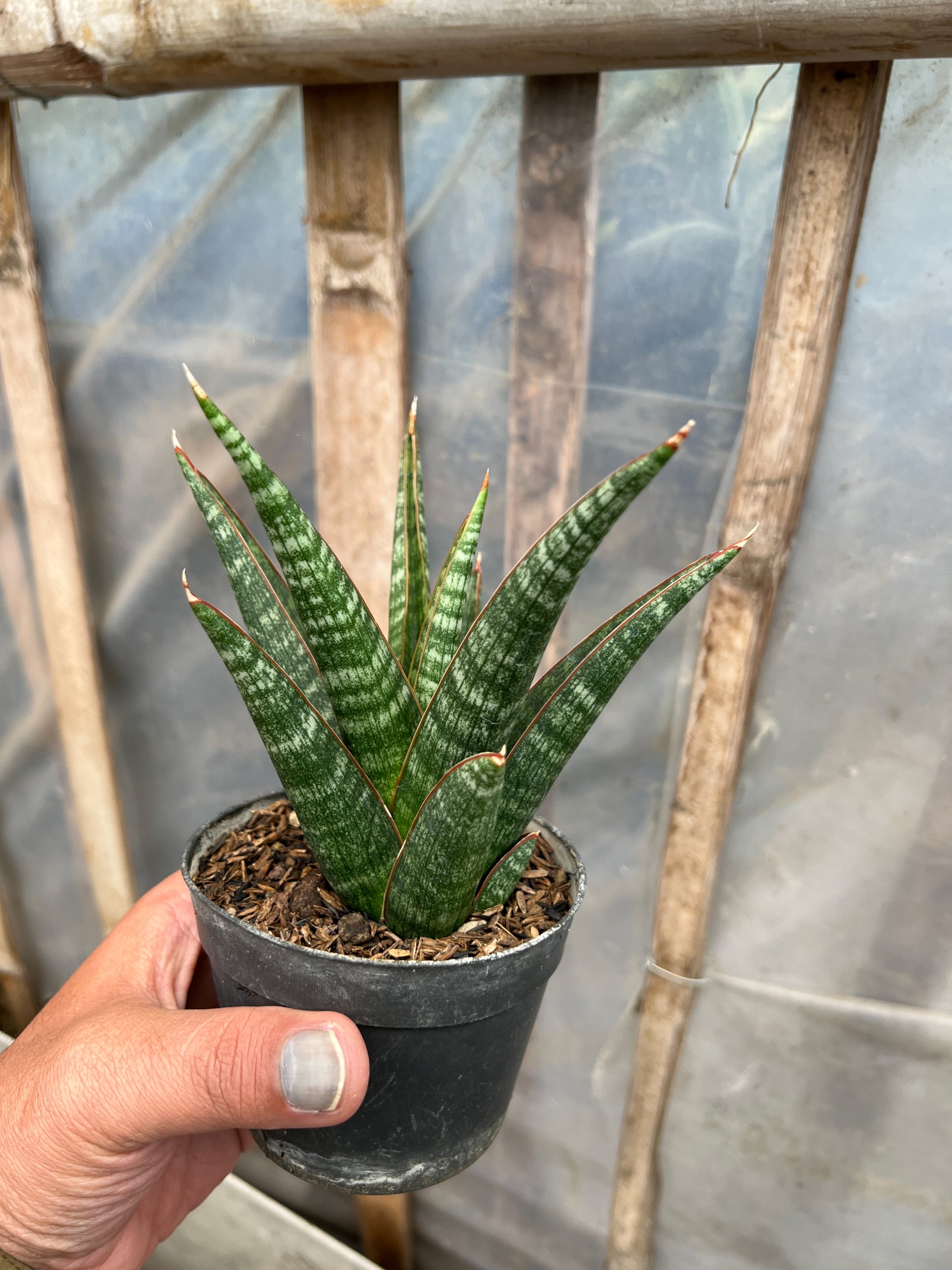 1581. Sansevieria Samosir - Image 3