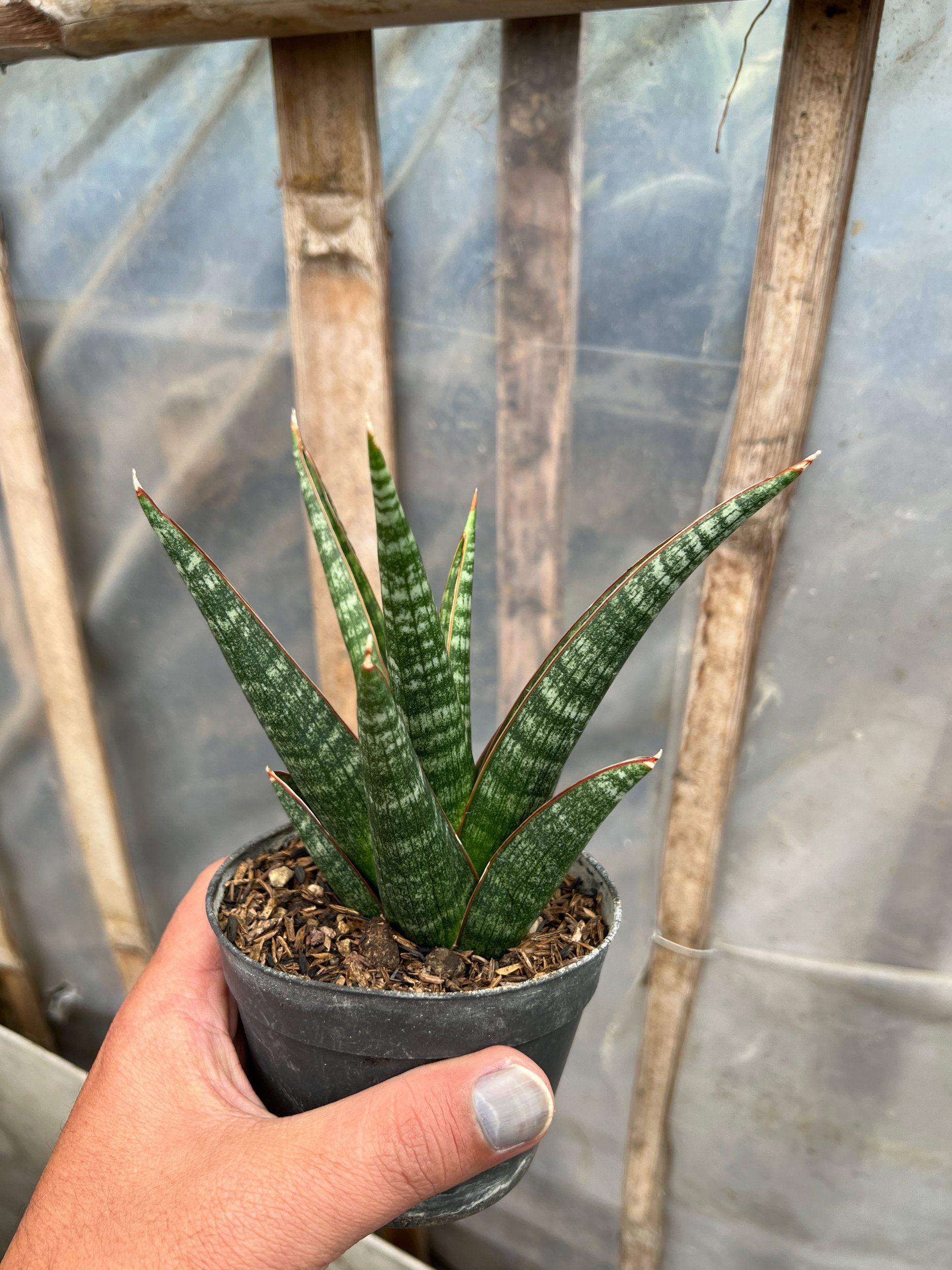 1581. Sansevieria Samosir - Image 4