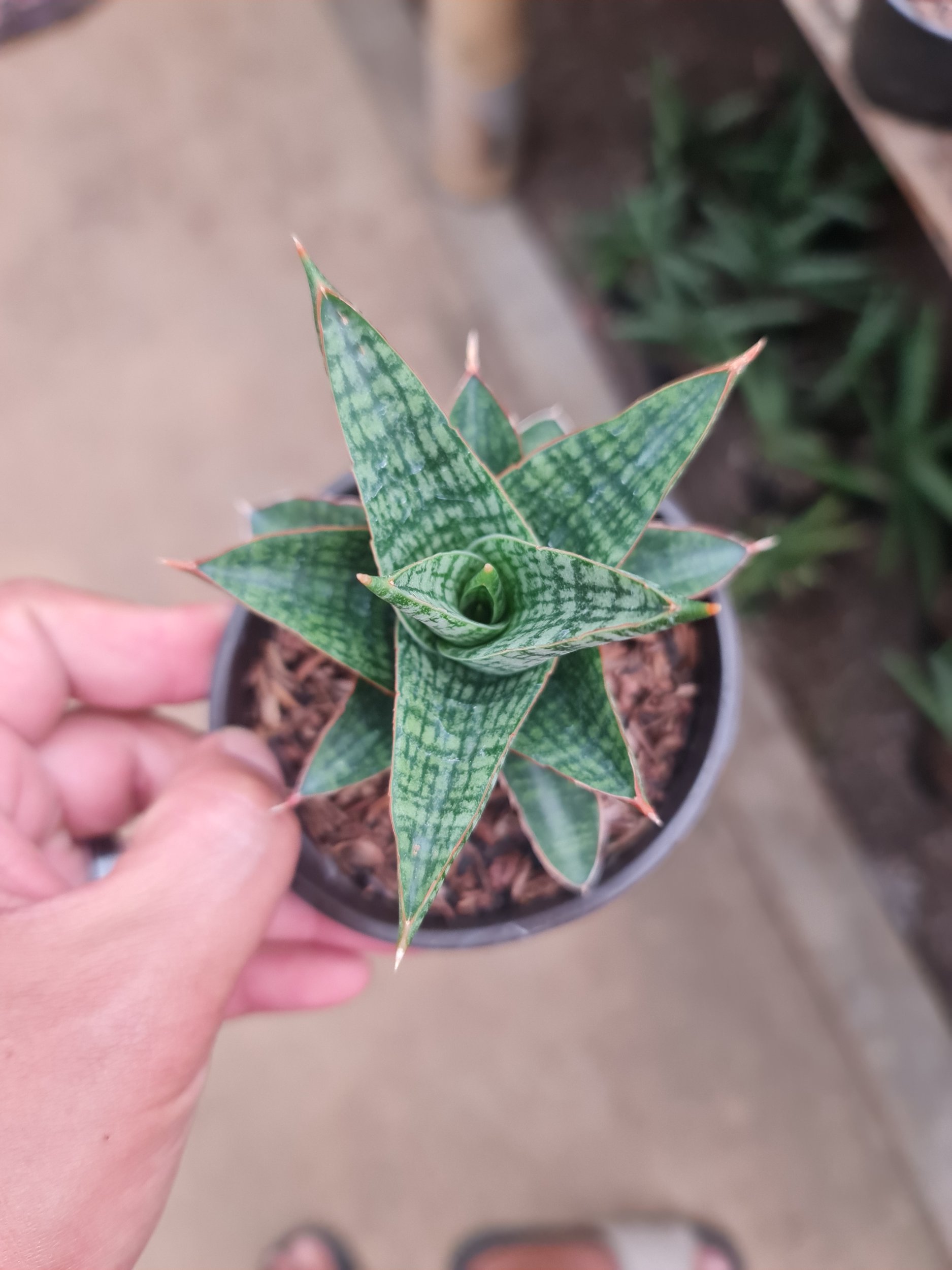 2292. Sansevieria Samosir size 10 cm - Image 2
