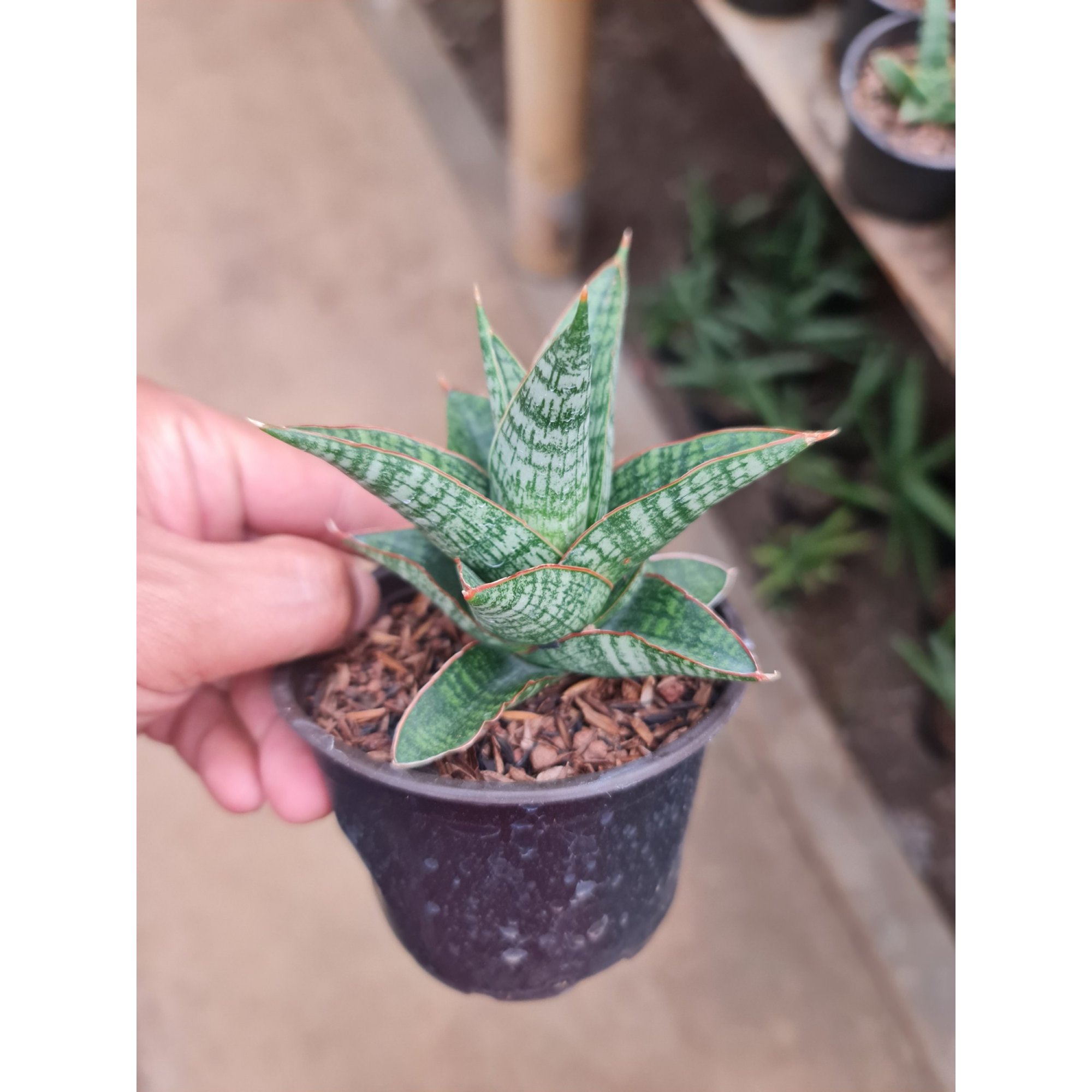 2292. Sansevieria Samosir size 10 cm