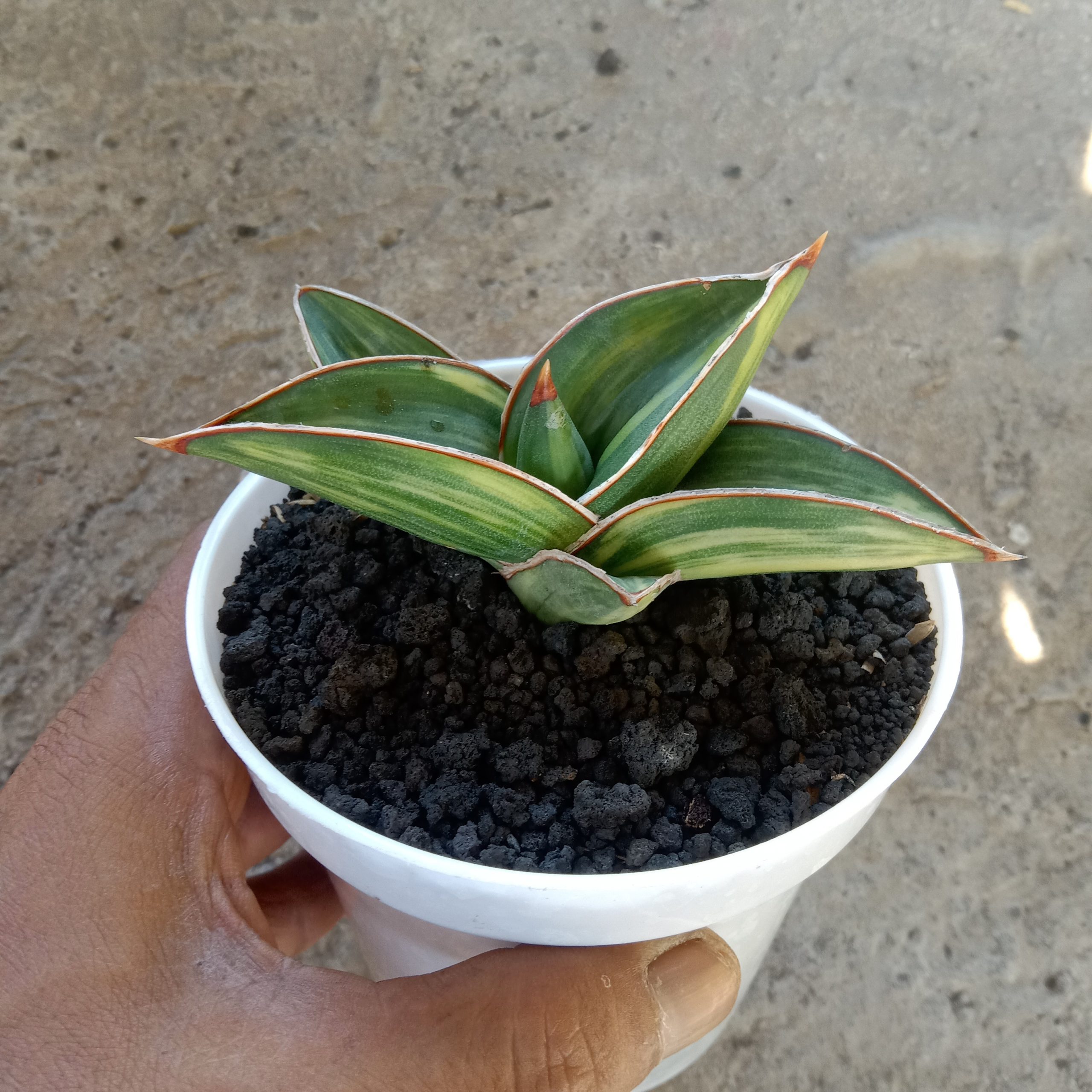 1902. Sansevieria Samurai Draft Variegated