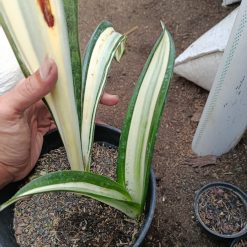 1373. Sansevieria Sarah Huffman - Image 2