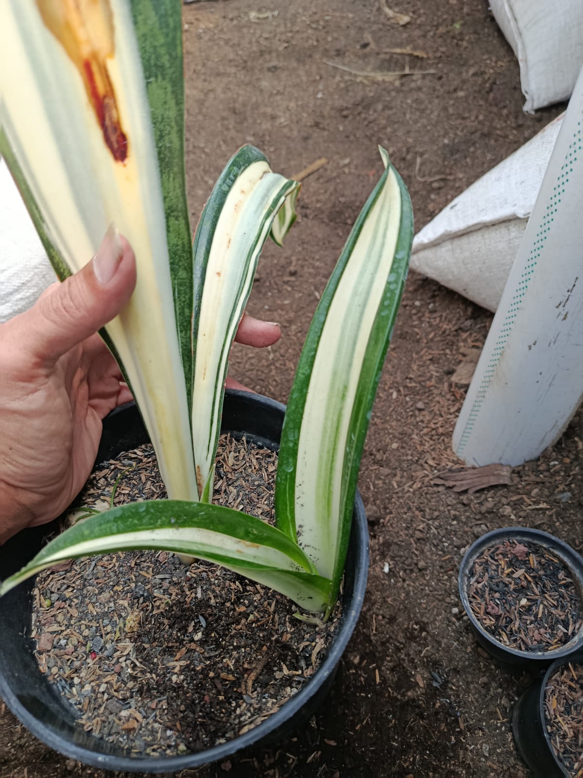1373. Sansevieria Sarah Huffman - Image 2