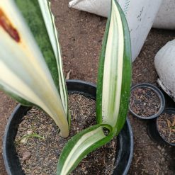 1373. Sansevieria Sarah Huffman - Image 3