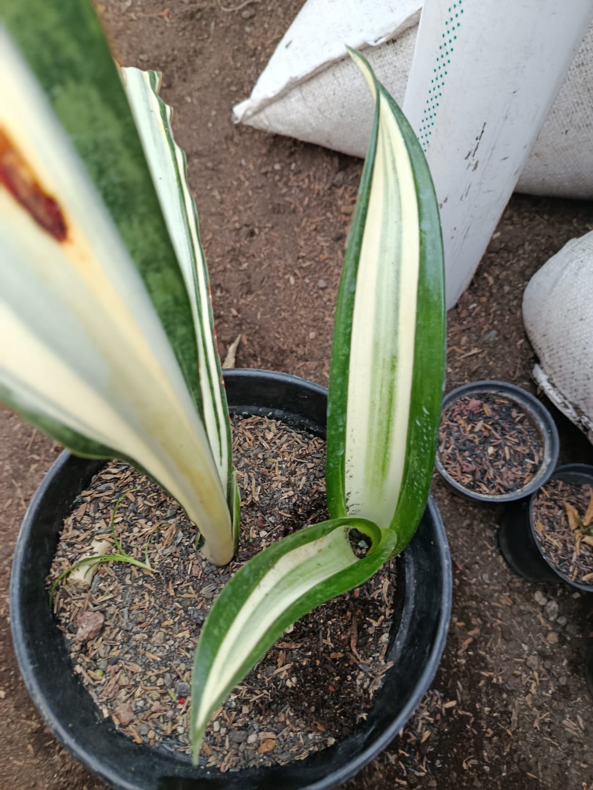 1373. Sansevieria Sarah Huffman - Image 3