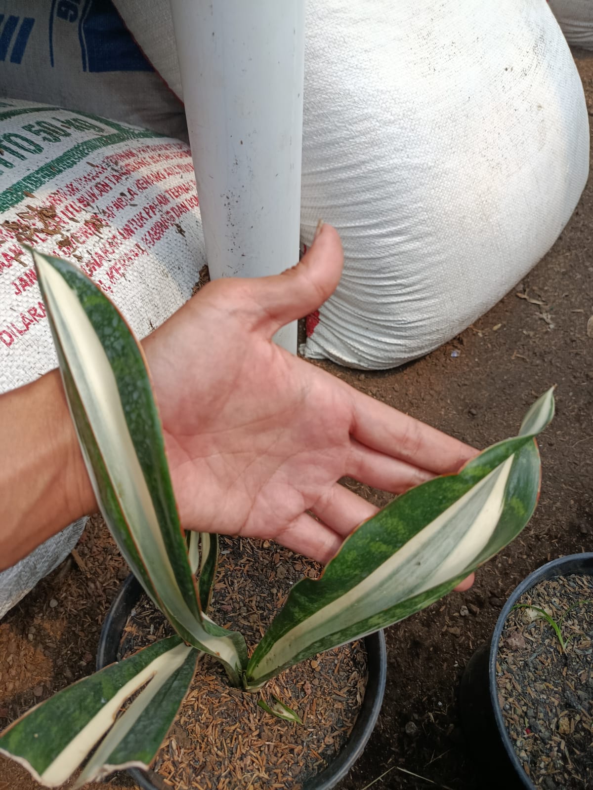 1373. Sansevieria Sarah Huffman - Image 7