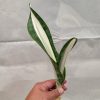1373. Sansevieria Sarah Huffman