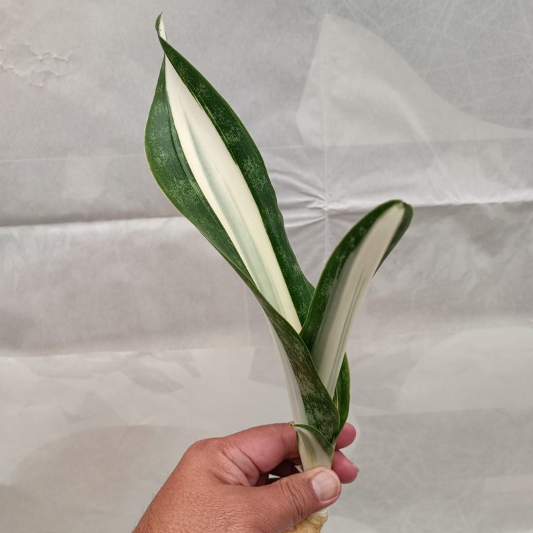 1373. Sansevieria Sarah Huffman