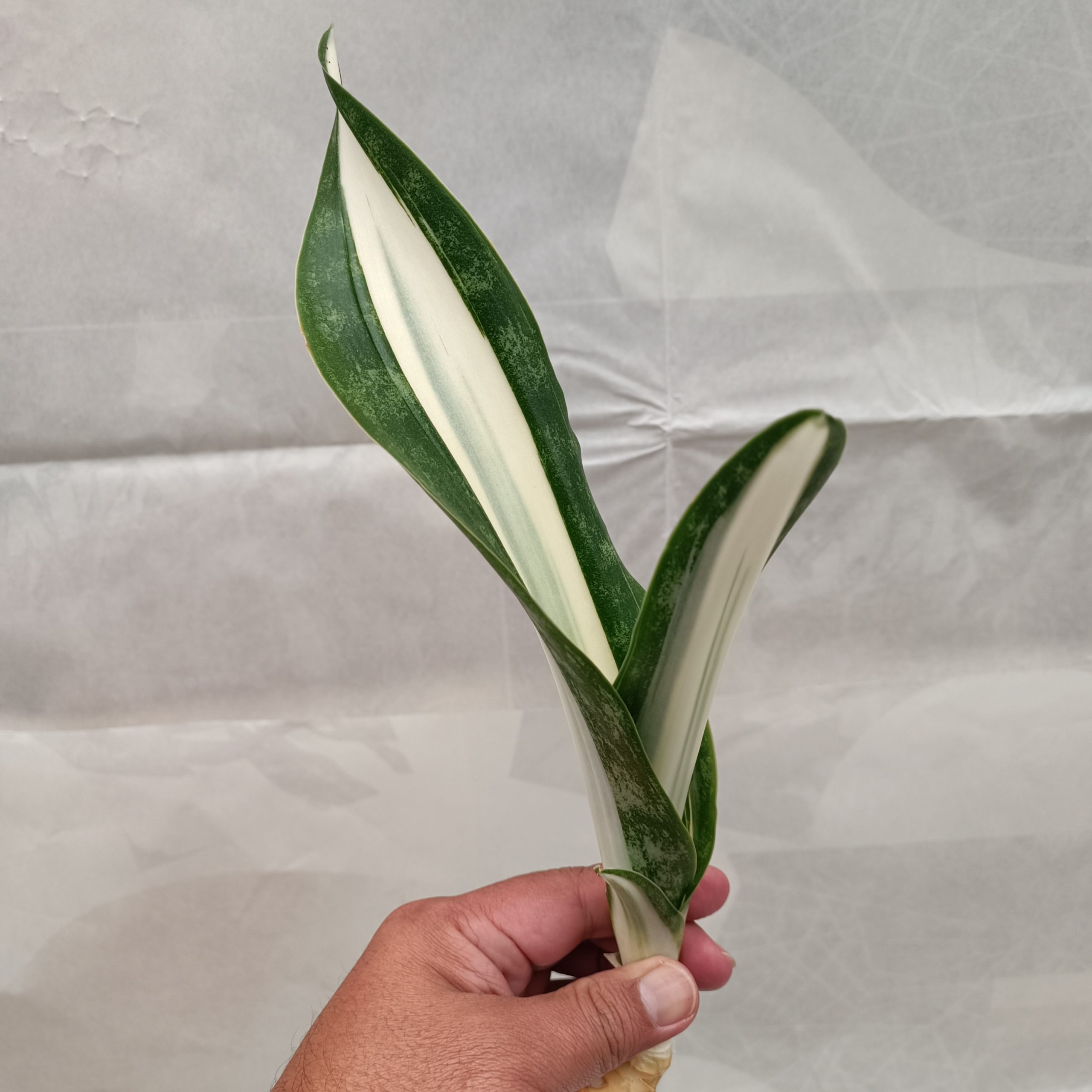 1373. Sansevieria Sarah Huffman