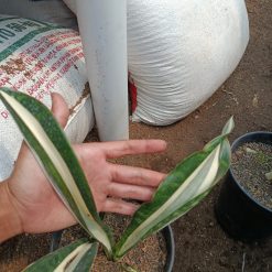 1373. Sansevieria Sarah Huffman - Image 4
