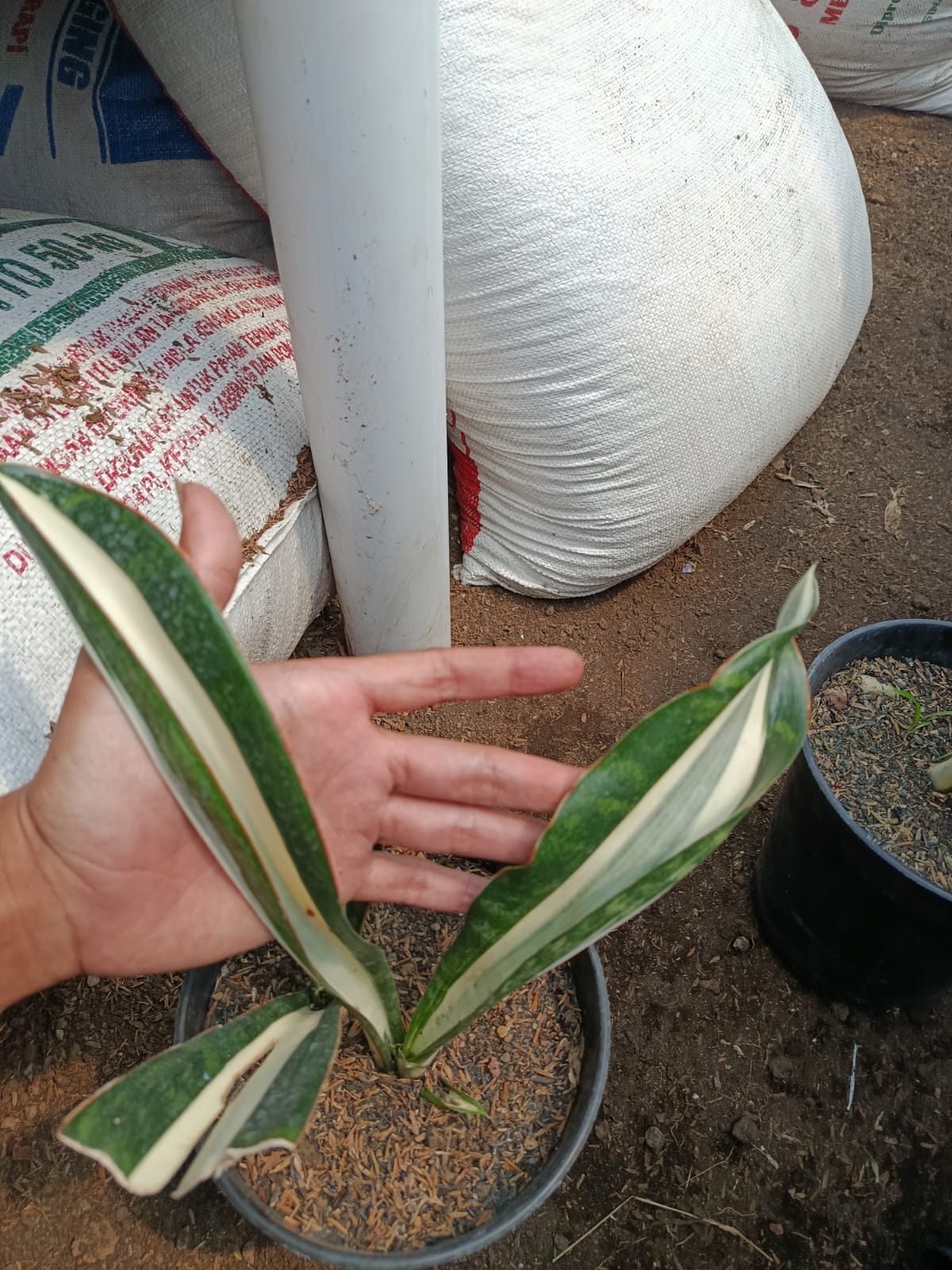 1373. Sansevieria Sarah Huffman - Image 4