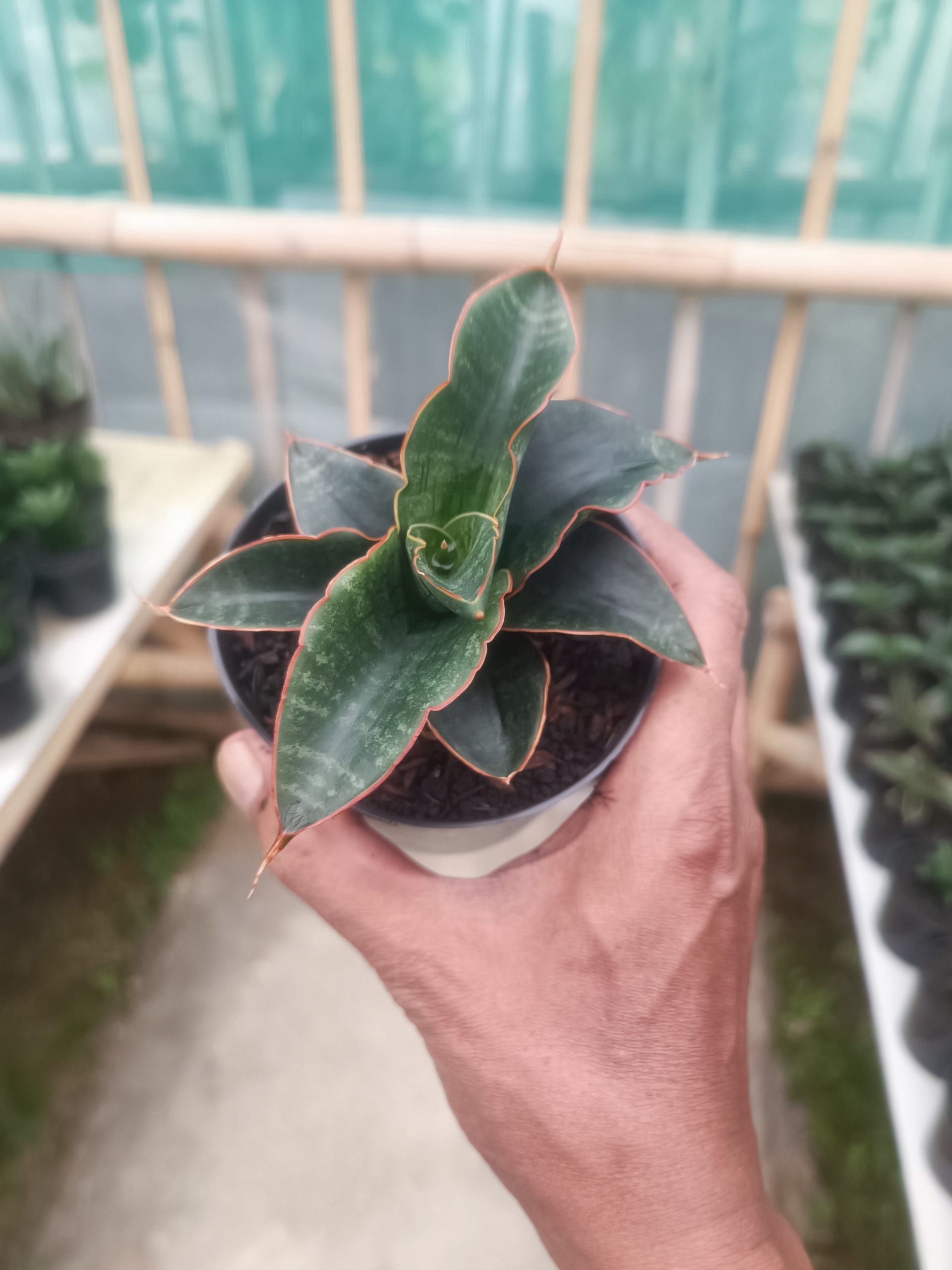 1429. Sansevieria Saung - Image 2