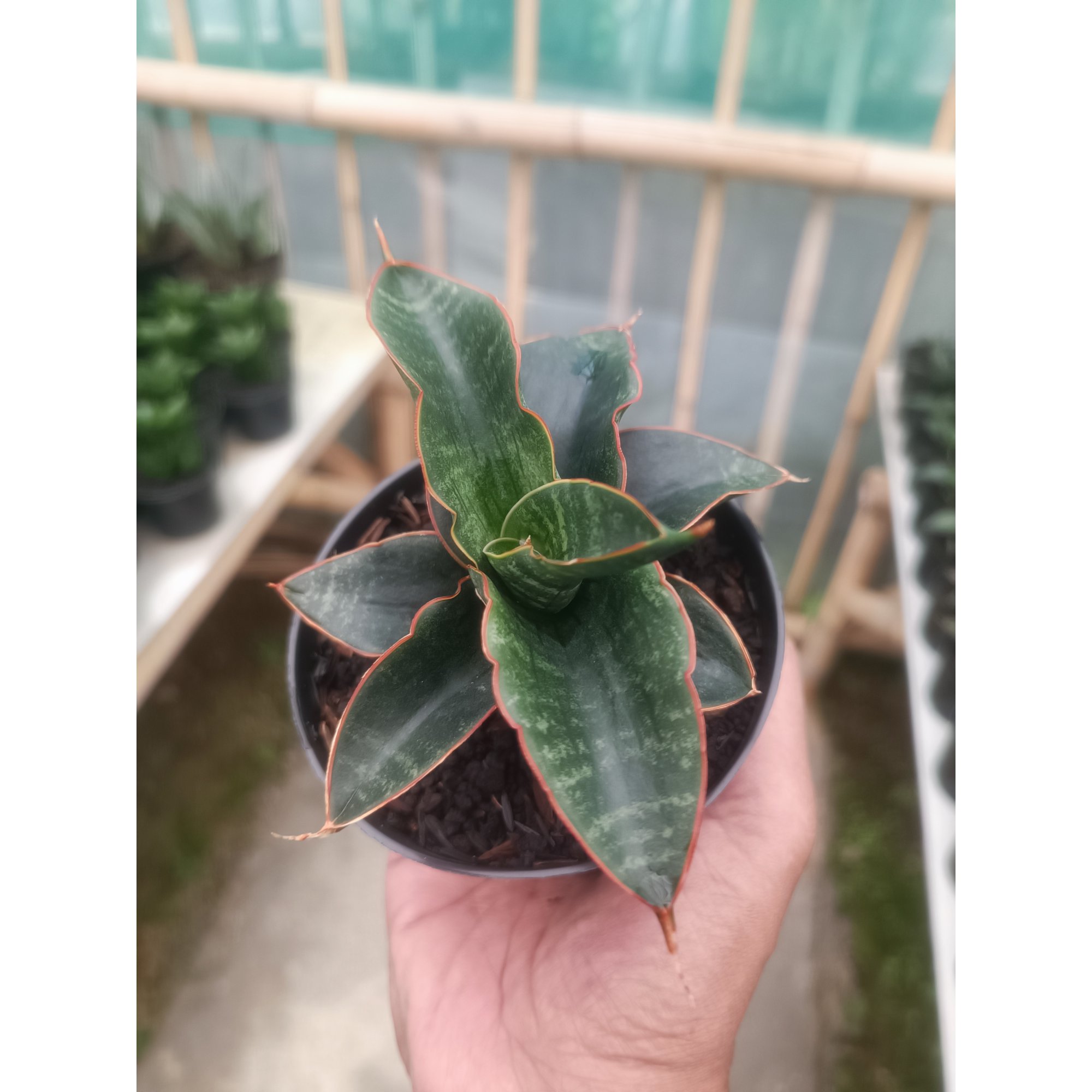 1429. Sansevieria Saung