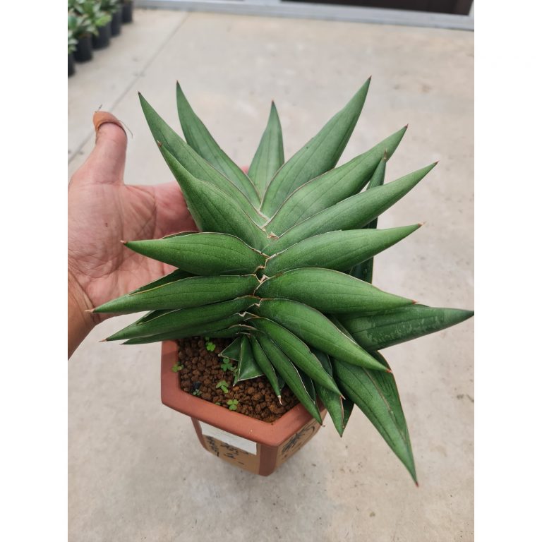 1497. Sansevieria Sawasdee