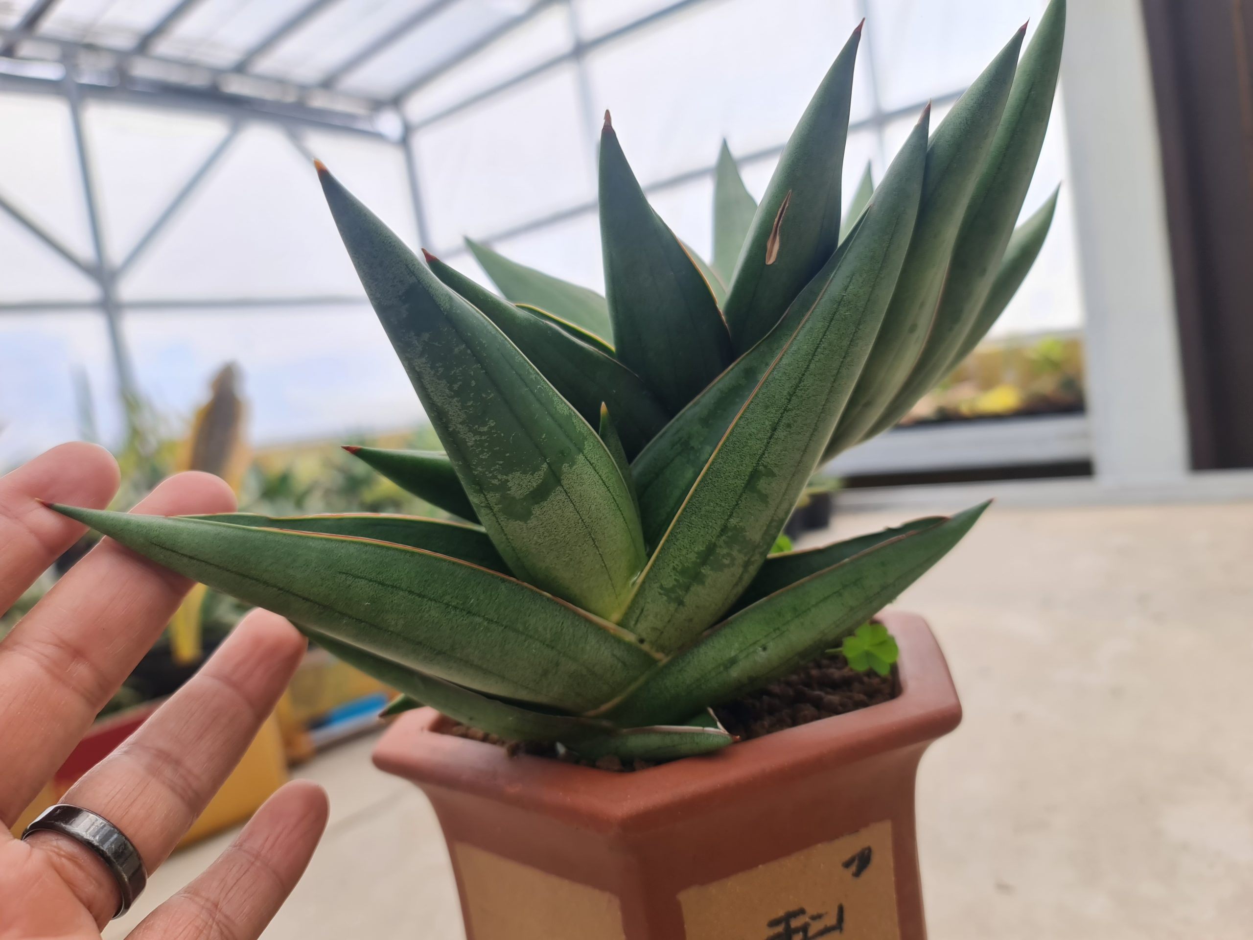 1497. Sansevieria Sawasdee - Image 2