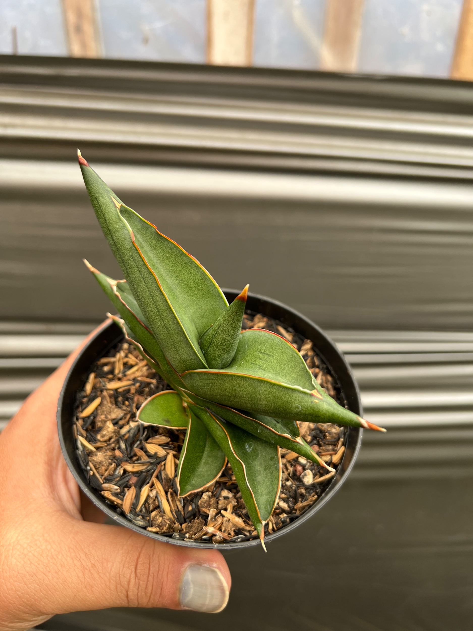 1636. Sansevieria Sawasdee size 10 cm - Image 2