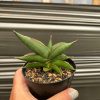 1636. Sansevieria Sawasdee size 10 cm