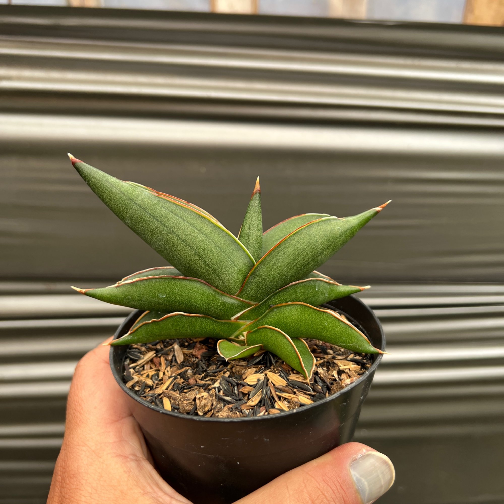 1636. Sansevieria Sawasdee size 10 cm