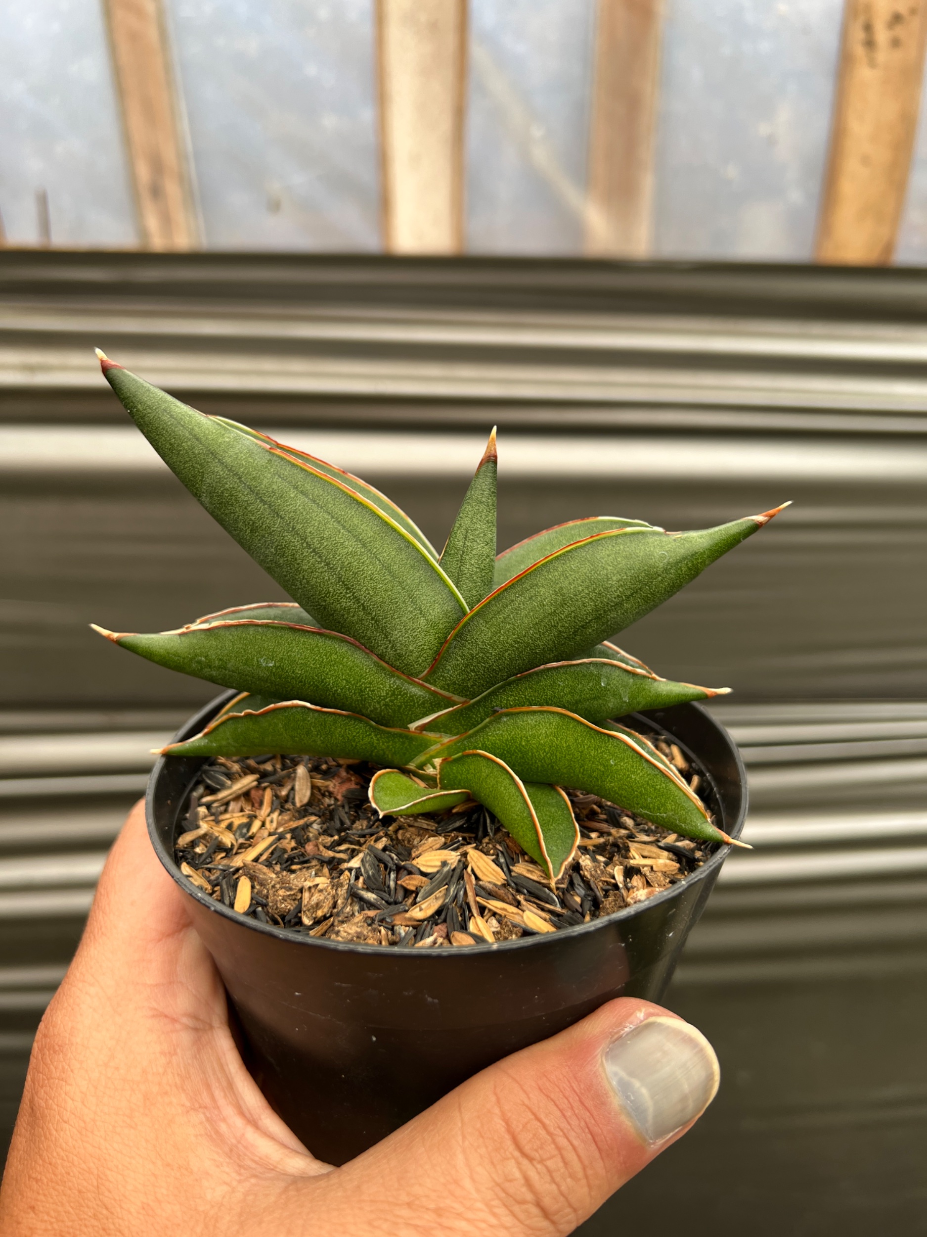 1636. Sansevieria Sawasdee size 10 cm - Image 3