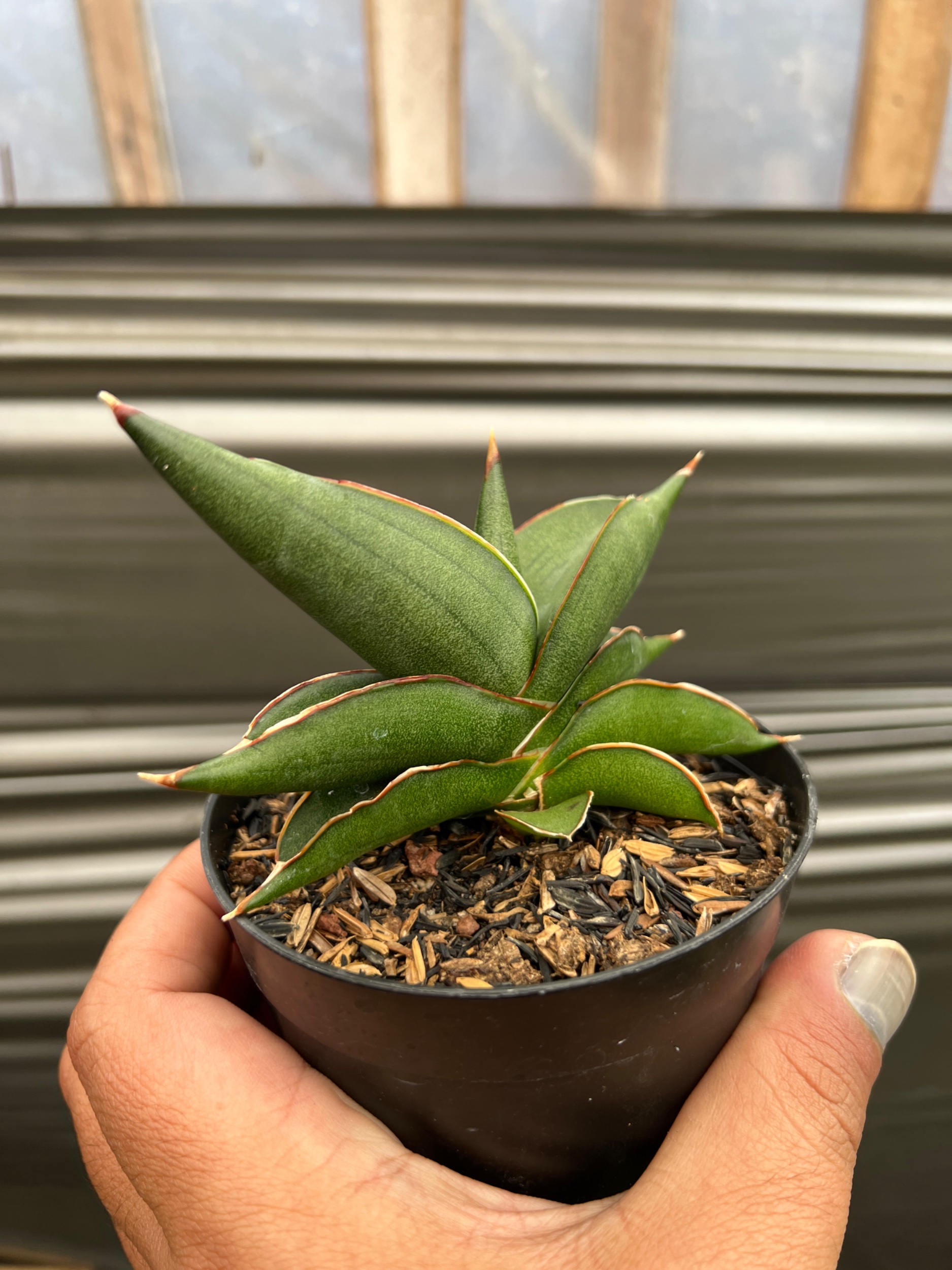 1636. Sansevieria Sawasdee size 10 cm - Image 4