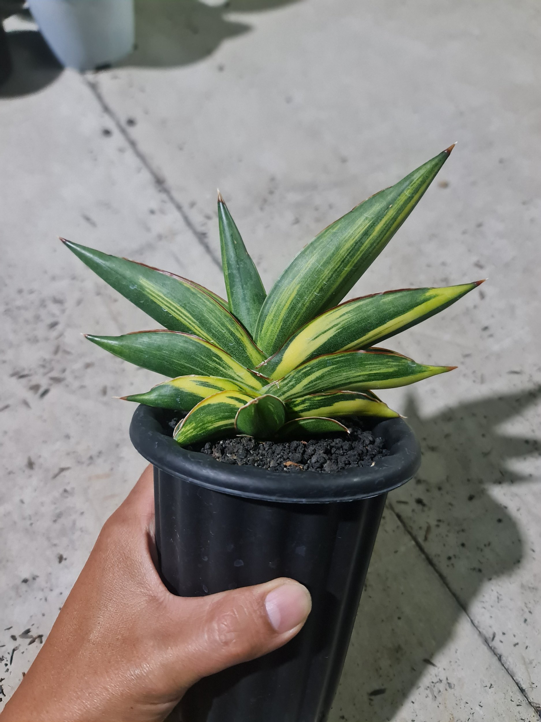 2001. Sansevieria Sawasdee Variegated Striata - Image 2
