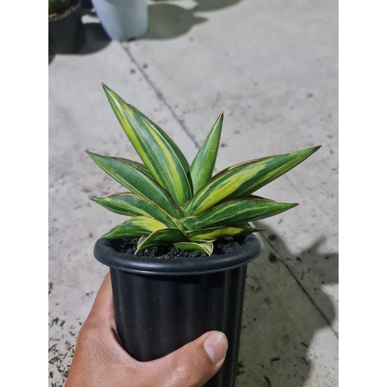 2001. Sansevieria Sawasdee Variegated Striata