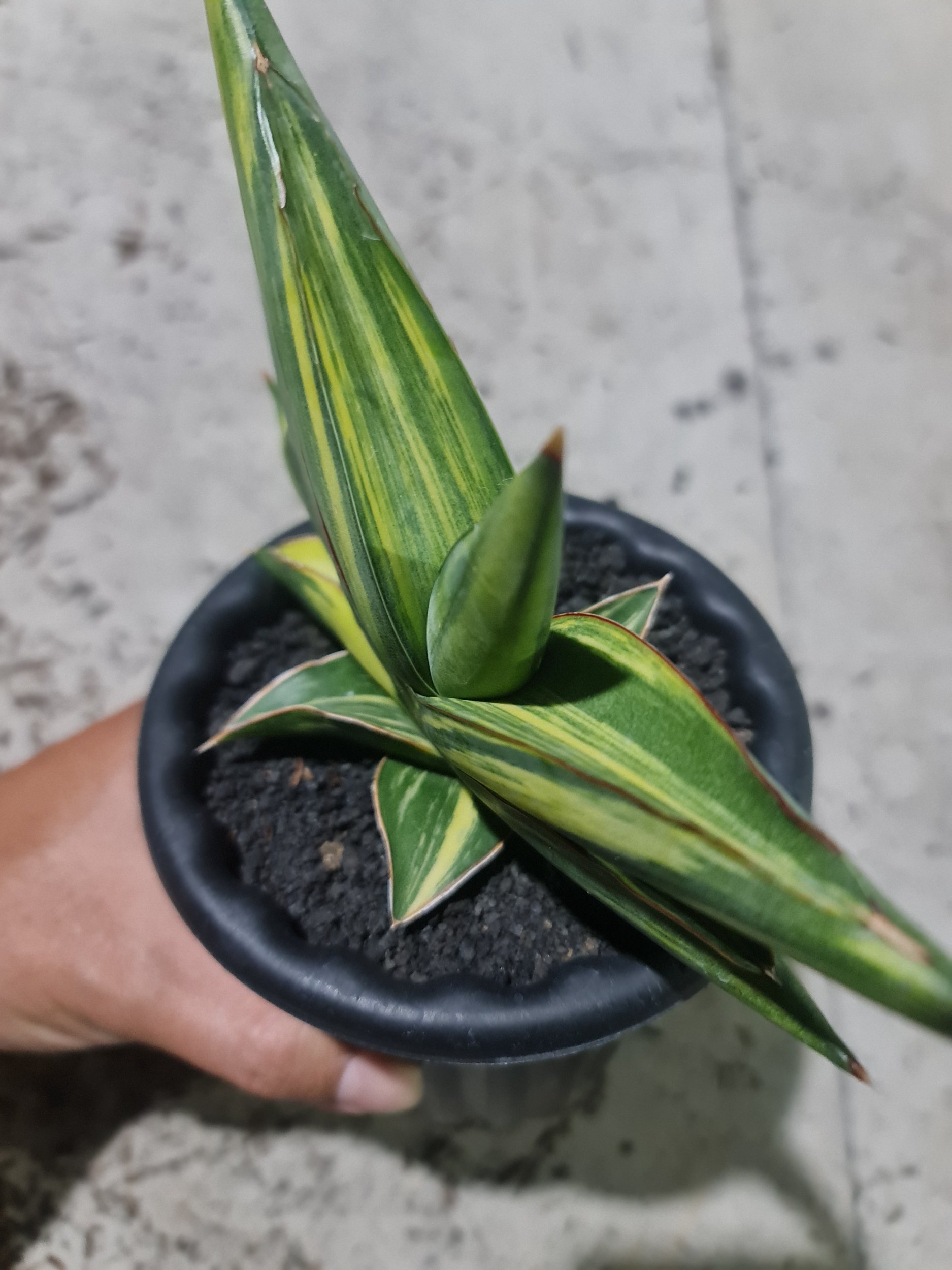 2001. Sansevieria Sawasdee Variegated Striata - Image 3